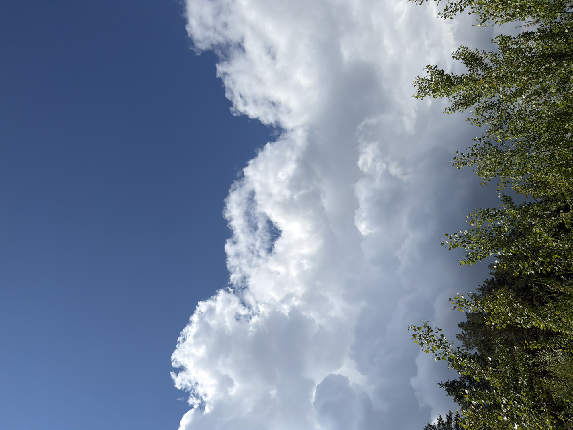An outdoor, vertical shot captures a vivid sky and the canopy of trees from a low angle. The left side of the image features a expansive, clear deep blue sky. Along the center and extending to the right, a large, voluminous formation of white cumulus clouds dominates, with bright, sunlit edges contrasting against the blue. Some parts of these clouds show subtle gray tones, indicating depth. Further to the right, and particularly in the lower right quadrant, the vibrant green foliage of deciduous trees is visible, with numerous leaves illuminated, suggesting healthy growth. These tree branches and leaves partially obscure the sky and clouds in that section. There are no people, man-made objects, or visible text. The scene depicts a bright, clear day with a significant cloud build-up, possibly indicating changing weather or a large cloud bank passing through. The image is a close-up of the sky and treetops, devoid of any broader landscape details, conveying a serene natural environment during daytime.