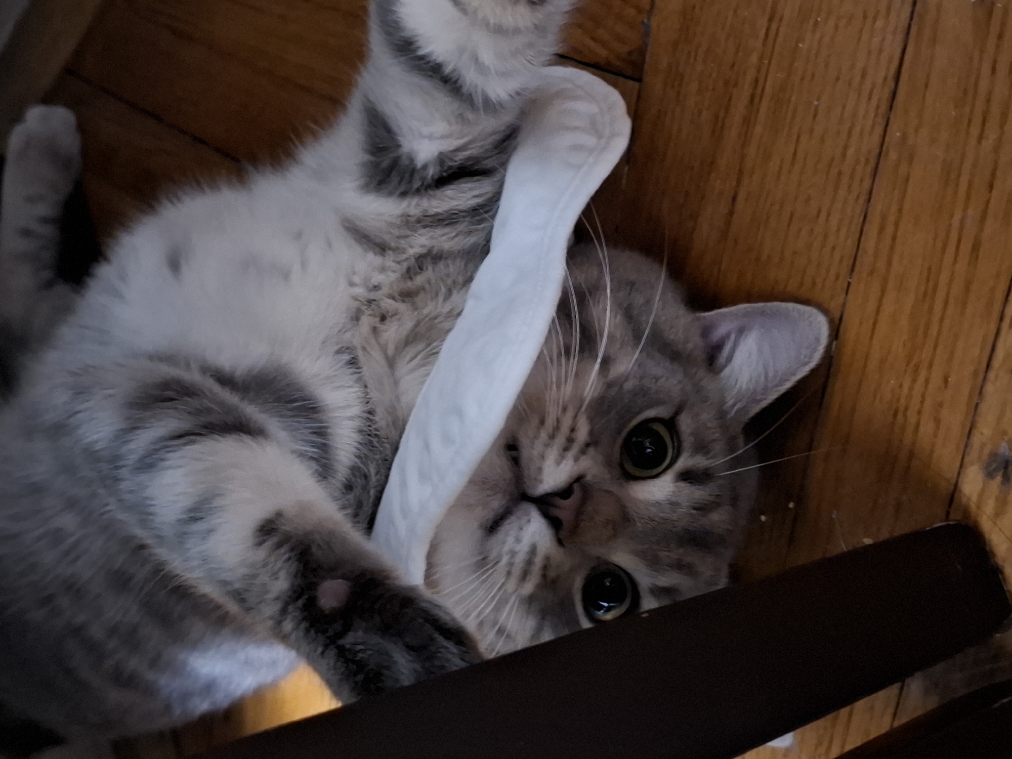 A gray tabby cat lies on its back on a hardwood floor, its head at the lower right of the frame and its body extending diagonally to the upper left. The cat is playing with a long, white object, possibly fabric or paper, that is partially wrapped around its body and face. The cat's dark eyes are wide and focused, and it has pink paw pads on its visible front paw. Part of a dark brown chair leg is visible in the lower right corner. The location is Unknown, Unknown.