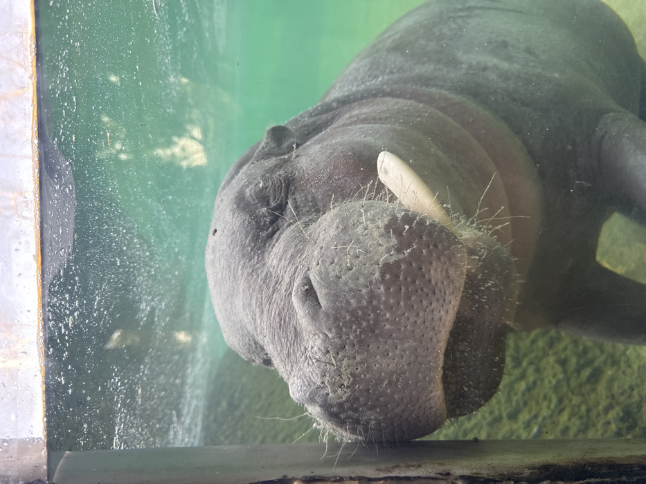 An underwater scene depicts a hippopotamus, likely a Pygmy Hippopotamus, viewed through a clear barrier, such as glass or acrylic. The animal's grey, textured snout, covered in numerous stiff white whiskers and visible pores, is pressed against the viewing surface and angled slightly left. A prominent, light-colored tusk or elongated canine tooth is visible protruding from the right side of its mouth. Its eyes are partially closed or squinted. The hippopotamus's upper body is submerged in clear, greenish-tinted water. The water's surface, showing ripples and air bubbles, is visible at the top of the frame. Submerged rocky or muddy terrain forms the background, and a dark vertical structural element is partially visible on the far left. The scene is located within an animal exhibit at the Dubai Aquarium & Underwater Zoo in The Dubai Mall, Dubai, United Arab Emirates.