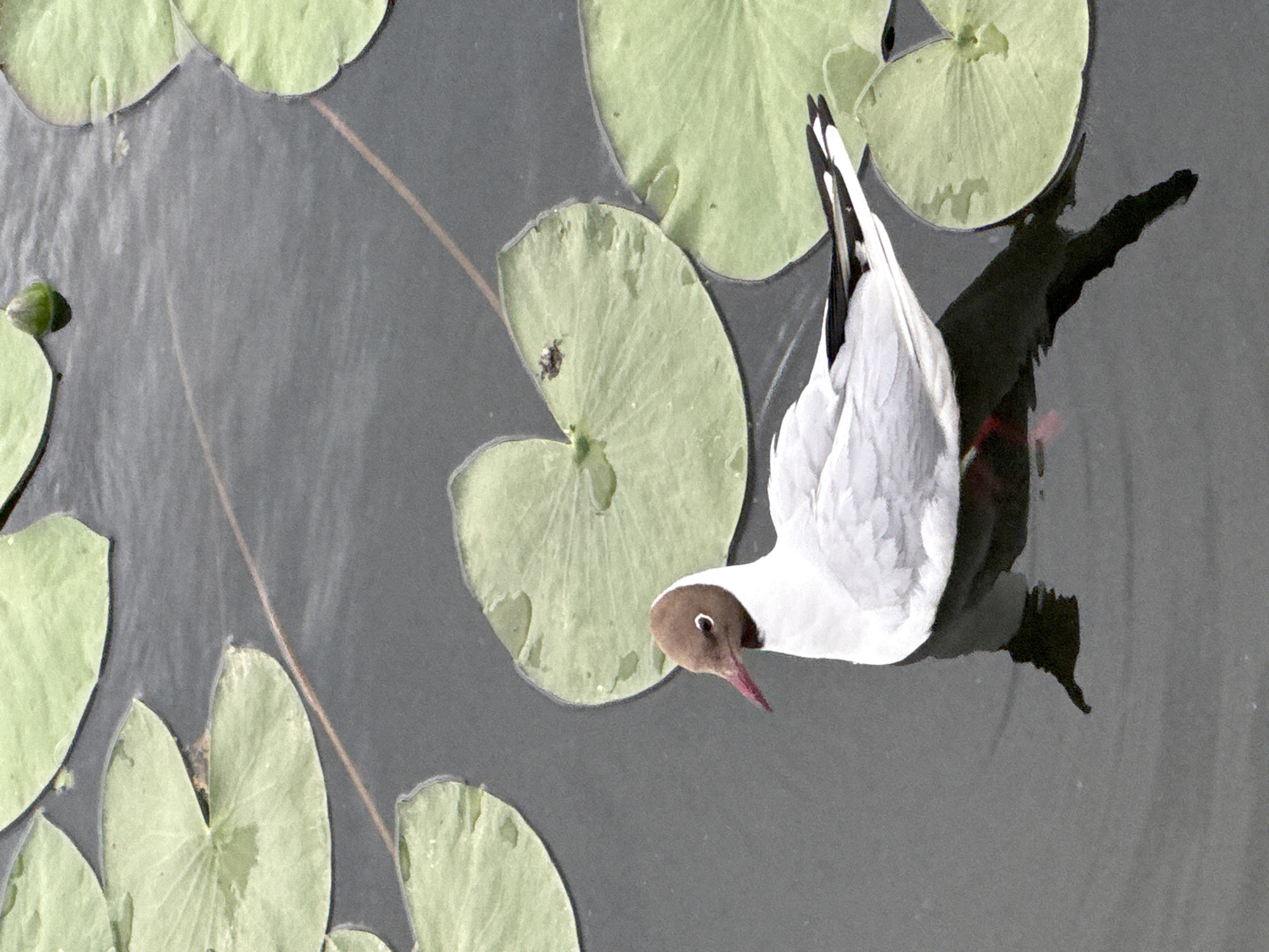 A black-headed gull swims in dark water surrounded by lily pads. The gull has a brown head and neck, a white body, and black and white wings. Its beak is pink and pointed. The lily pads are a light green color and are floating on the surface of the water. The water is calm and reflects the sky and the surrounding environment. The scene appears to be set in a natural environment, possibly a pond or lake. There is no visible text in the image. The lighting suggests it is daytime. The overall mood of the image is peaceful and serene.