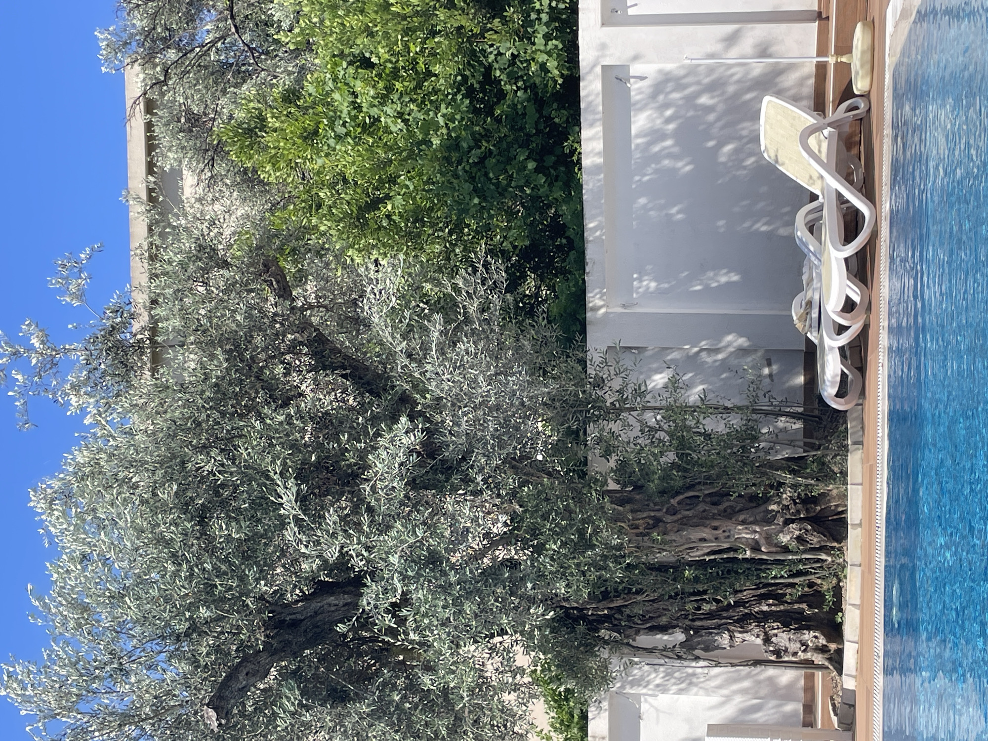 The scene depicts a sunny outdoor space, likely a courtyard or garden, adjacent to a swimming pool. A large, mature tree with silver-green foliage dominates the foreground, its branches extending towards the sky. To the right of the tree, there is a white building or wall with visible shadows. A white plastic lounge chair is positioned near the pool's edge on a wooden deck. The swimming pool occupies the right edge of the image, its blue water contrasting with the surrounding elements. The sky visible through the tree's branches is clear and blue. Given the location in Bar, Montenegro, the overall setting suggests a Mediterranean landscape.