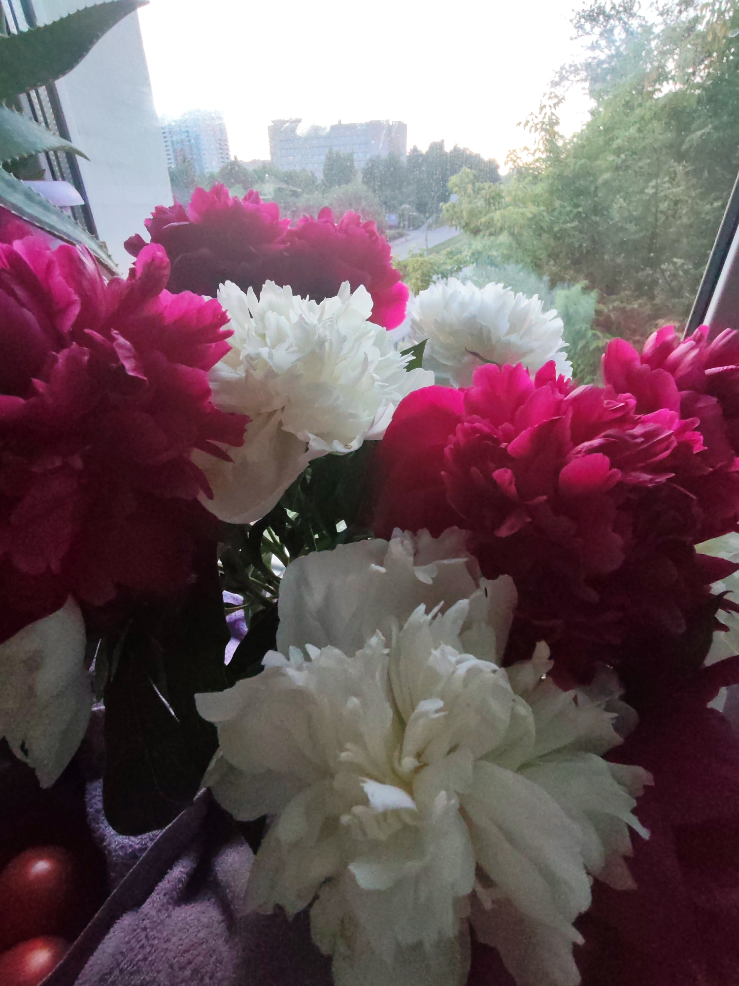 A bouquet of pink and white peonies is displayed on a windowsill in Izhevsk, Russia. The flowers are in full bloom, with vibrant petals in various shades of pink and pristine white. Behind the flowers, a window offers a view of the city, with buildings and trees visible in the distance. The sunlight filtering through the window casts a soft glow on the scene. The lower left corner of the image shows a glimpse of a purple textured fabric and two red spherical objects, possibly decorative balls or fruits. The composition suggests a domestic setting, likely a home or a room with a view.