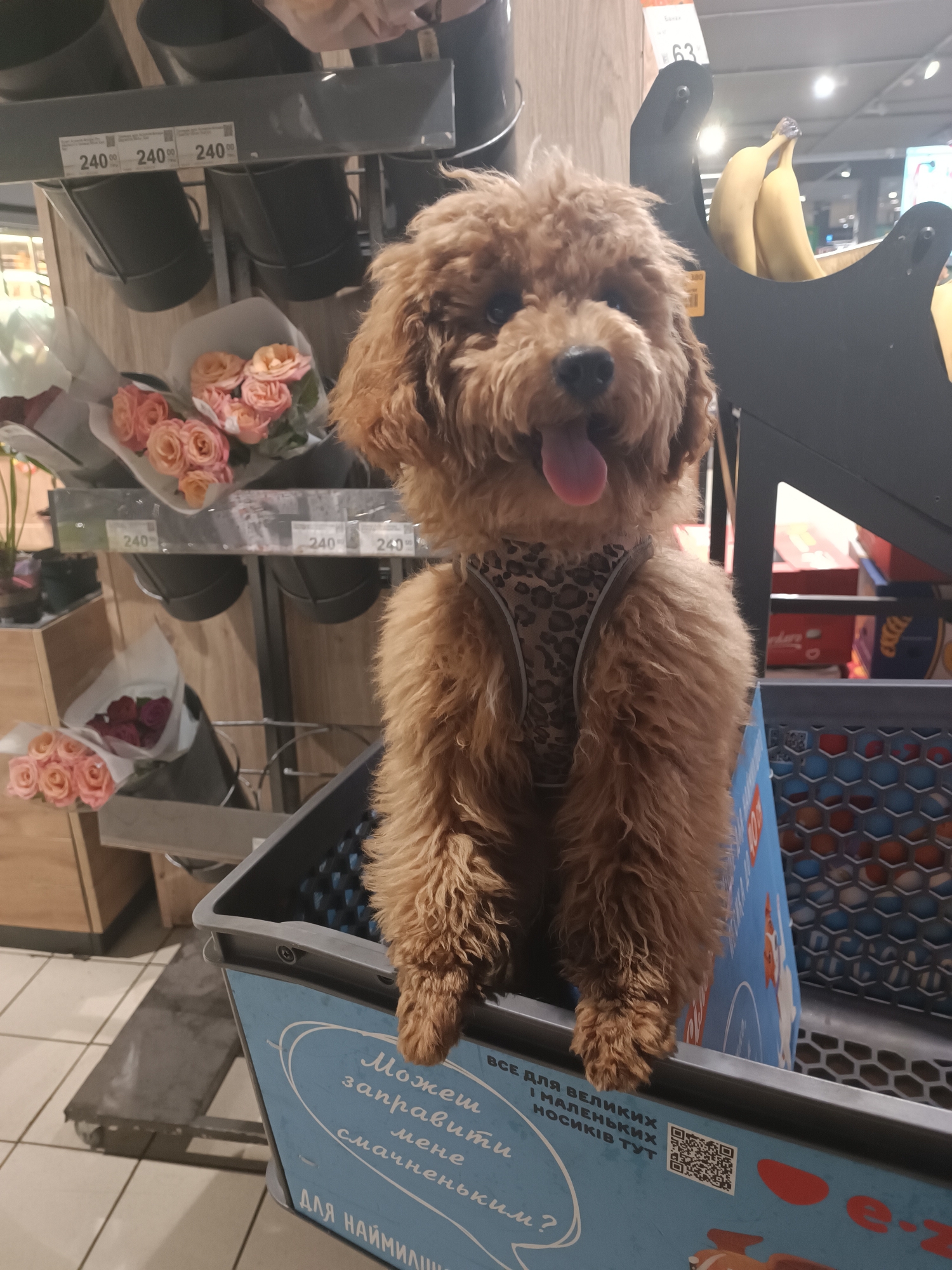 In an indoor commercial setting, a small, fluffy, tan-colored poodle stands in a shopping cart, looking directly at the camera with its tongue slightly out. The dog is wearing a leopard-print harness. The shopping cart is light blue with white text and graphics, including a QR code. Behind the dog, shelves display bouquets of pink roses and darker red roses. Price tags showing "240.00" are visible on a shelf above the flowers. In the background, a display of bananas is mounted on a black stand, and further back, other merchandise is visible. The flooring is tiled.