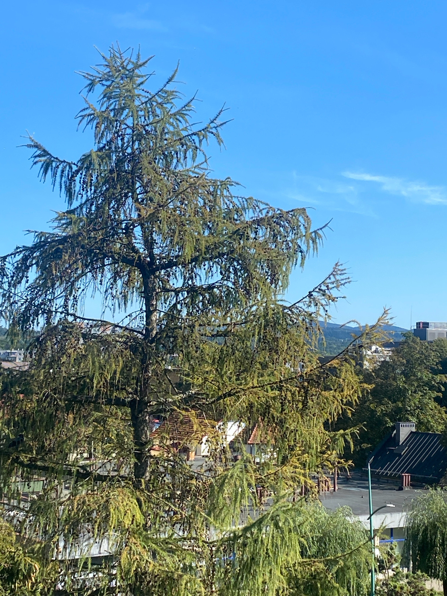 A full-frame, medium-shot, eye-level outdoor photograph captured on a bright, sunny day shows a large coniferous tree with drooping branches and cones in the foreground, dominating the scene. The tree's needles appear to be in various shades of green and yellow, suggesting it might be a larch tree or a similar species that changes color. Behind the tree, a clear blue sky is visible with a few wispy white clouds.
In the middle ground and background, a collection of buildings and trees are partially obscured by the foreground tree. To the right, a building with a dark, sloped roof and a prominent chimney is visible, along with other structures and foliage. The presence of buildings and the overall landscape suggest an urban or semi-urban environment.
The image is consistent with being taken in Nowy Sącz, Poland, based on the architectural style of the buildings and the types of trees commonly found in the region. However, no specific landmarks that definitively pinpoint the location within Nowy Sącz are discernible from this image alone. The photograph does not contain any people or discernible actions.