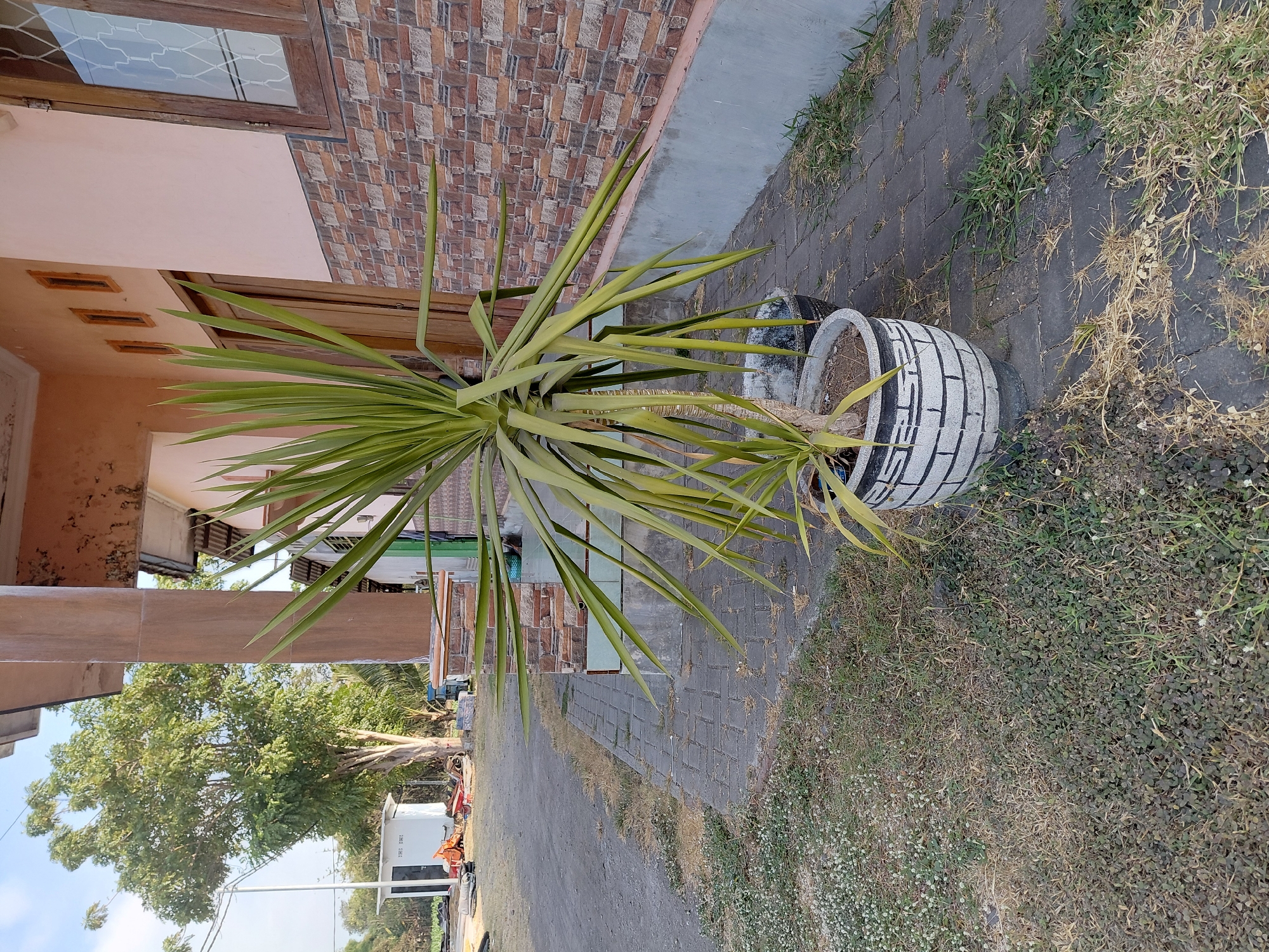 In the city of Alas Tengah, Indonesia, a potted Yucca plant stands in the foreground, its spiky green leaves extending outwards. The plant is housed in a large, white pot with black painted markings, placed on a paved walkway. Behind the plant, a building with a pale pink facade and a textured brick lower section is visible. The building features wooden doors and windows, and a large concrete pillar supports an overhang. To the left of the building, a large tree with green foliage is present, and beyond that, a white structure with an orange piece of equipment nearby. The ground is covered in a mixture of dry grass, small white flowers, and dark green ground cover. The scene appears to be outdoors, under a clear sky.