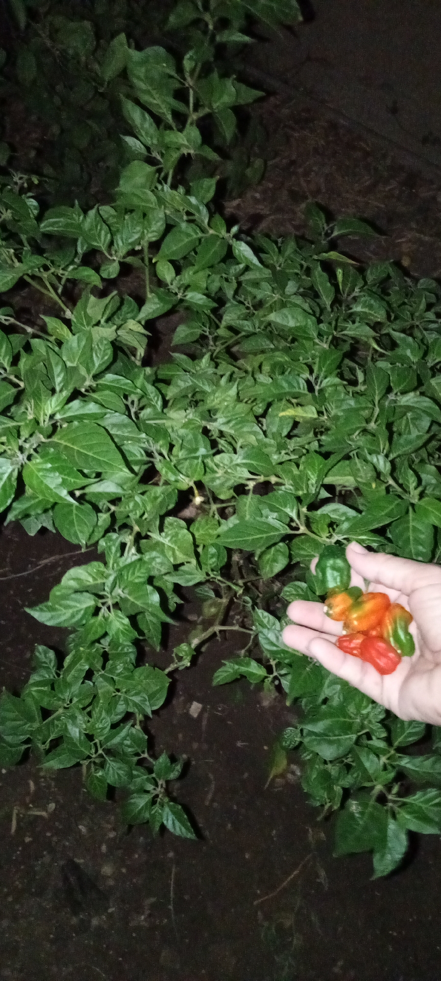 In Unknown, Unknown, a person's hand holds a small collection of ripe and unripe peppers, positioned in front of a lush green bush. The peppers display a range of colors, including red, orange, and green, indicating various stages of ripeness. The dense foliage of the bush forms a backdrop to the foreground action, contrasting against the dark soil beneath. The overall lighting suggests an outdoor setting, possibly a garden, during dusk or in an area with low light.