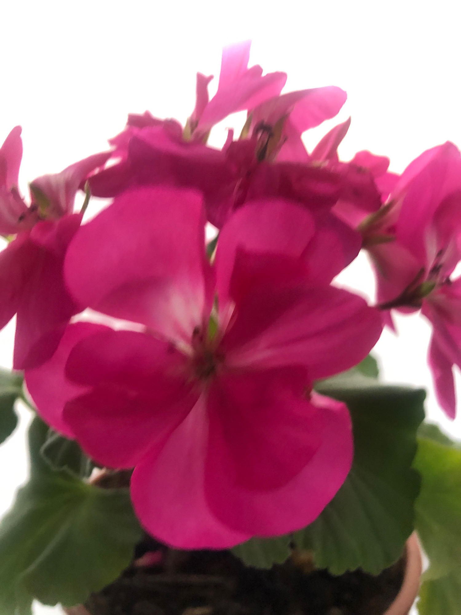 A close-up, slightly out-of-focus shot captures a cluster of bright pink flowers, likely geraniums, with green leaves visible beneath them. The flowers are the dominant subject, with their petals filling most of the frame. The background is a bright, blown-out white, suggesting artificial lighting or a very bright sky. There are no people or animals present. The setting is not indicative of any specific urban environment, and no details suggesting the city of Arfa, Russia, are visible.