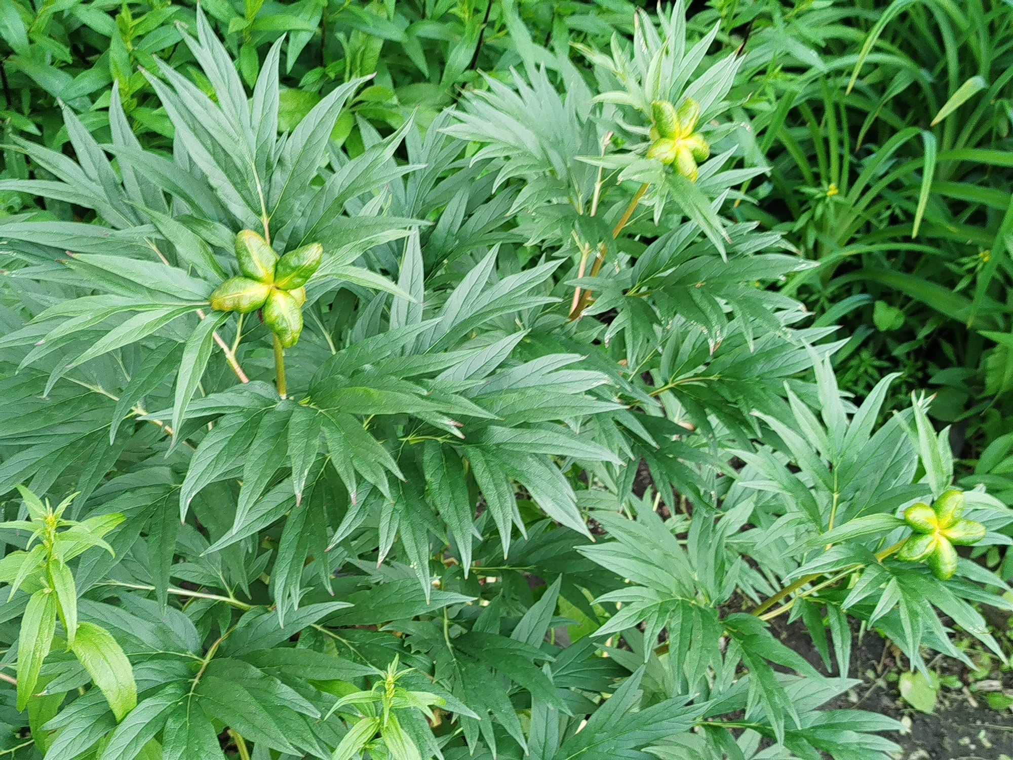 The image shows a close-up view of a green plant with multiple lobed, green seed pods. The plant is lush and leafy, with long, pointed leaves. The seed pods appear to be in the early stages of development, with a star-like formation of five lobes. The background is filled with more green foliage, suggesting the plant is part of a garden or natural setting. The lighting is natural and diffused, indicating an outdoor scene. No people or specific landmarks are visible to indicate a precise location within Yekaterinburg, Russia.