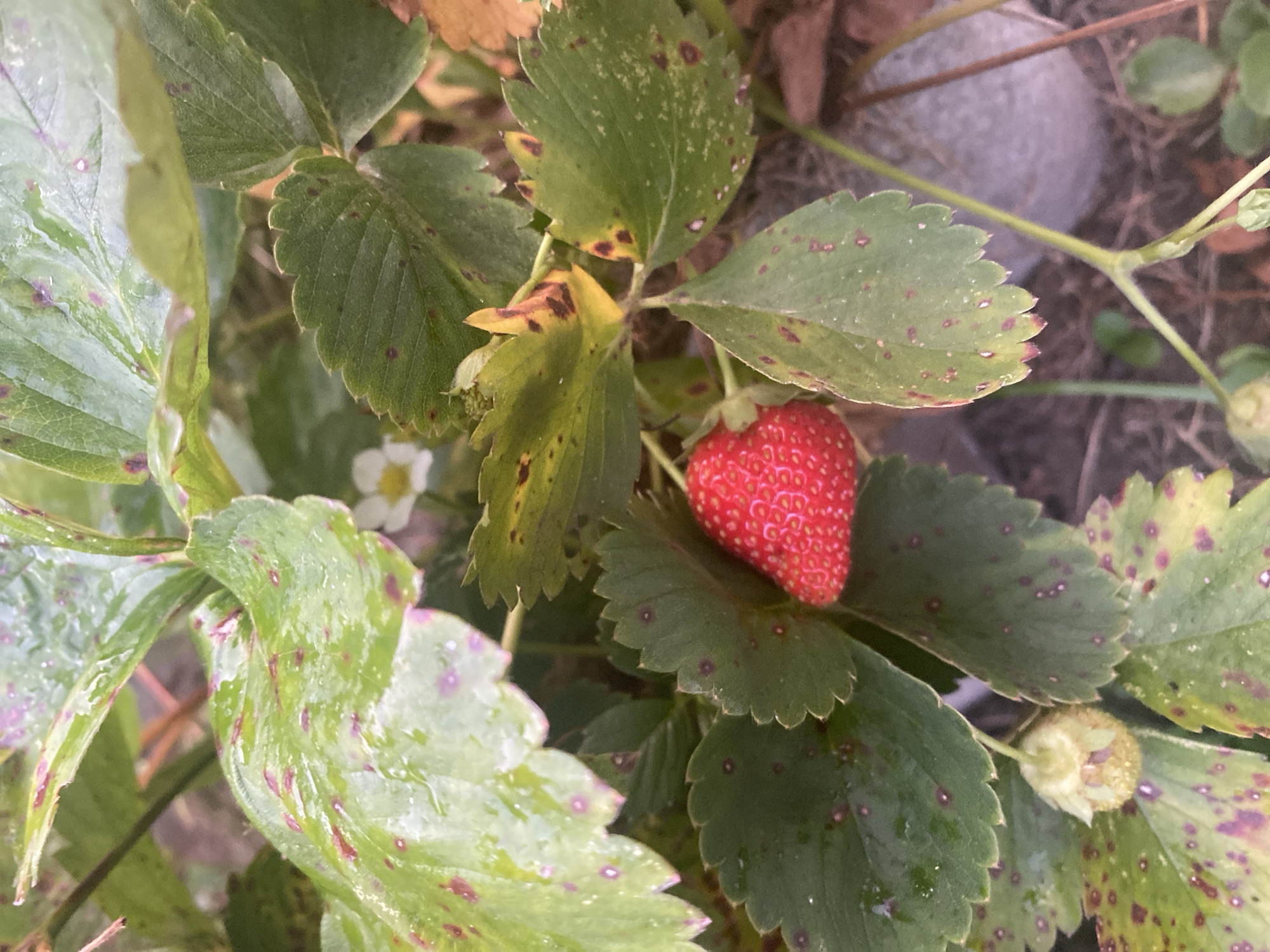 A single ripe strawberry is visible, nestled amongst its green leaves on a strawberry plant. The leaves display a pattern of small, reddish-purple spots, suggesting potential leaf spot disease. A small, immature green berry is also present. In the background, a white flower blooms, and blurred dry leaves and stones are visible, hinting at an outdoor, garden setting. The image is taken in Krupki, Belarus.