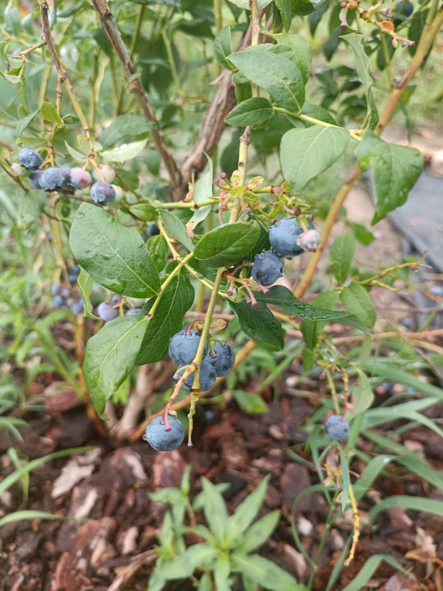 A close-up, eye-level shot captures a blueberry bush with ripe berries and green leaves, glistening with water droplets. The bush is situated outdoors, with a background of blurred green foliage and brown mulch covering the ground. The lighting suggests an overcast or shaded environment, and the overall scene is one of natural growth. The image was taken in the vicinity of the Tel'minski sel'ski Savet in Belarus.