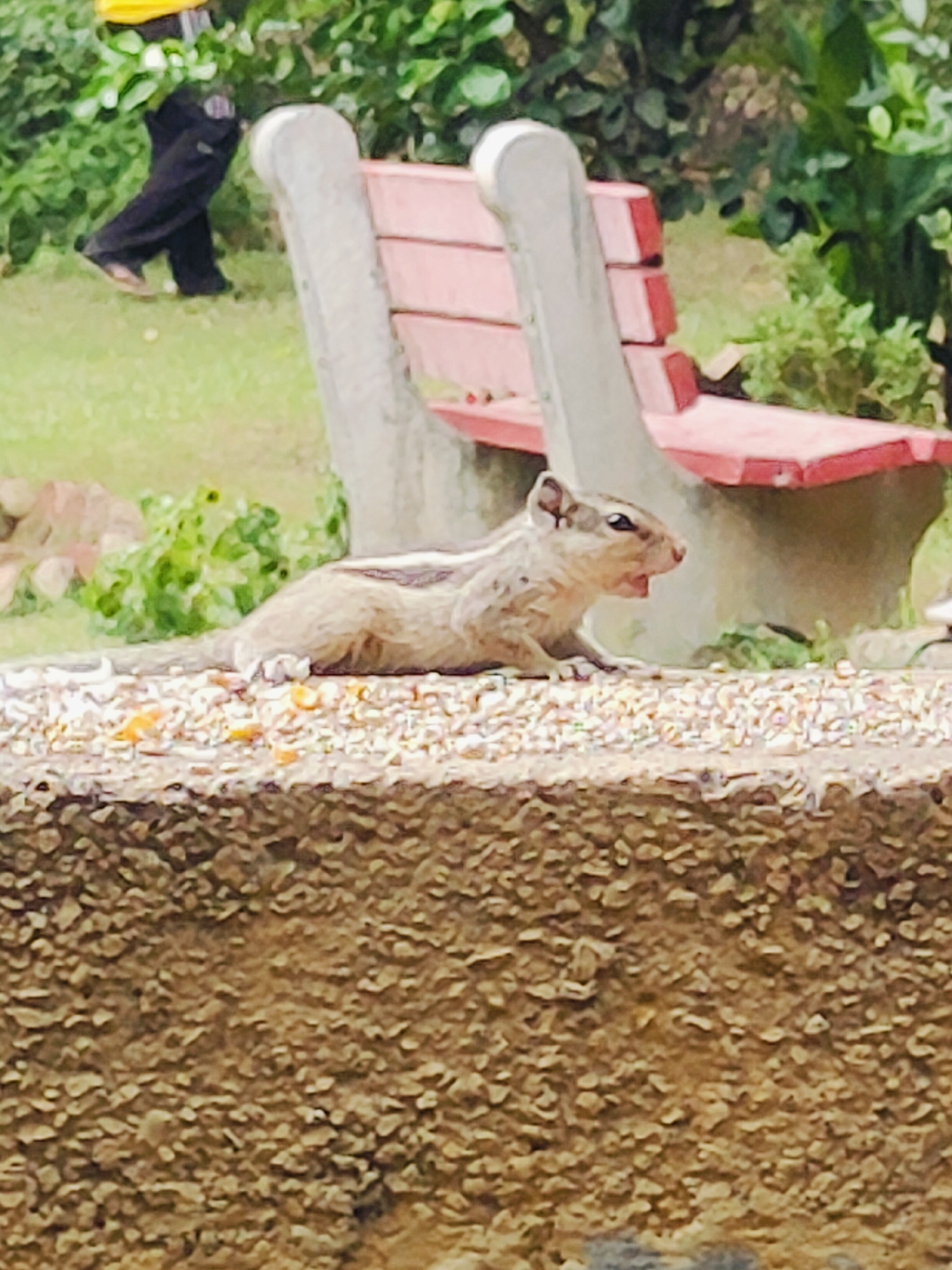 In a park in Gurgaon, India, a squirrel is seen on a textured stone ledge. The squirrel, primarily brown with lighter stripes, is facing left with its mouth open. It is positioned on a surface covered with small scattered seeds and food particles. In the background, a red park bench with concrete supports is visible, partially obscured by greenery. A person in black pants and a yellow garment is walking in the distance to the left. The environment appears to be outdoors with grass and foliage.