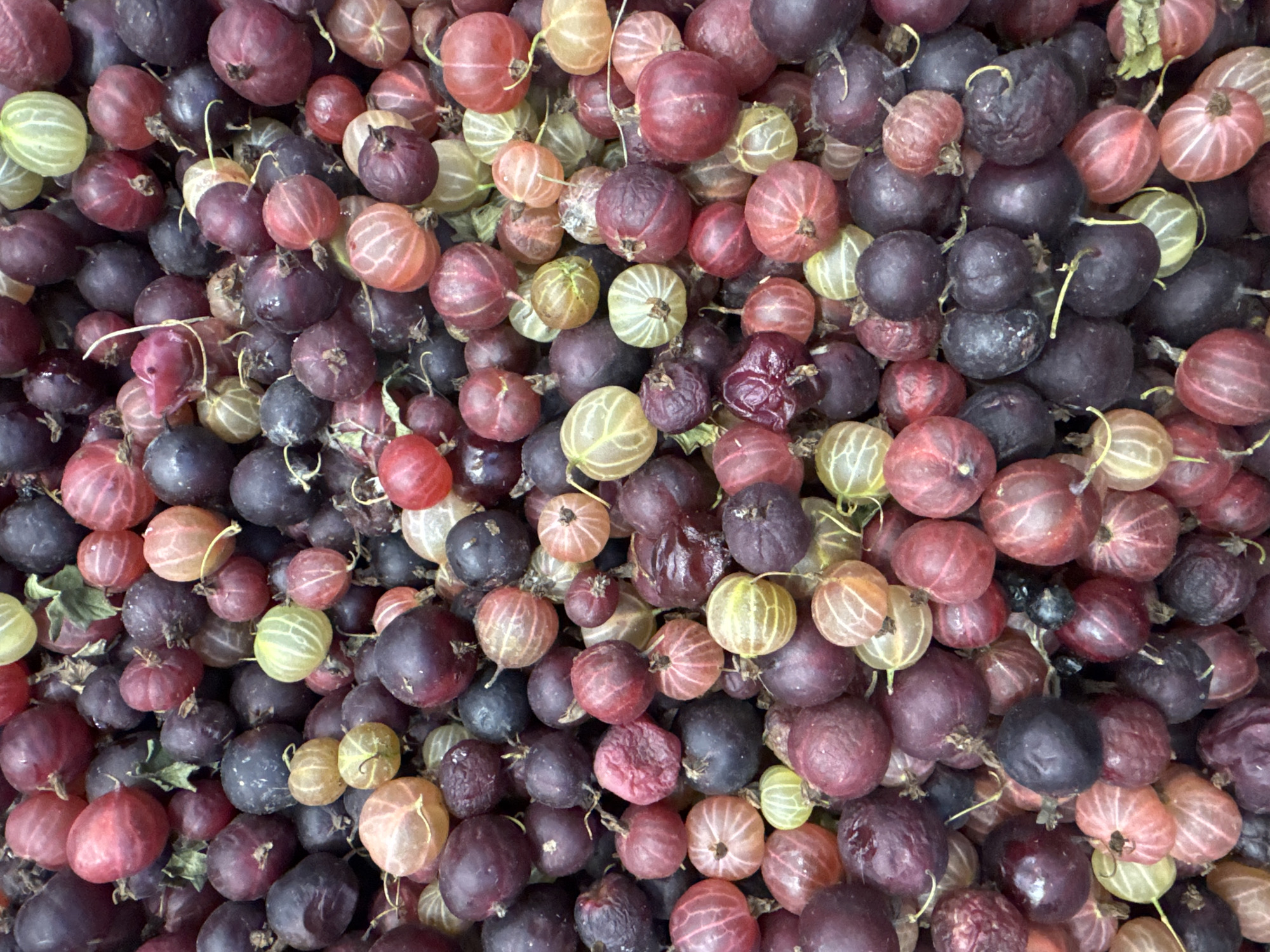 The image is a close-up, top-down view of a large pile of ripe gooseberries. The gooseberries vary in color, ranging from deep red and purple to lighter pink, yellow, and green. Many of the berries have visible veins and some appear slightly translucent. The lighting is even, suggesting an indoor setting or overcast conditions. There are no people or animals visible in the image. The background is entirely filled with the gooseberries, creating a textured, organic pattern. This image does not depict any location in the city of Baku, Azerbaijan.