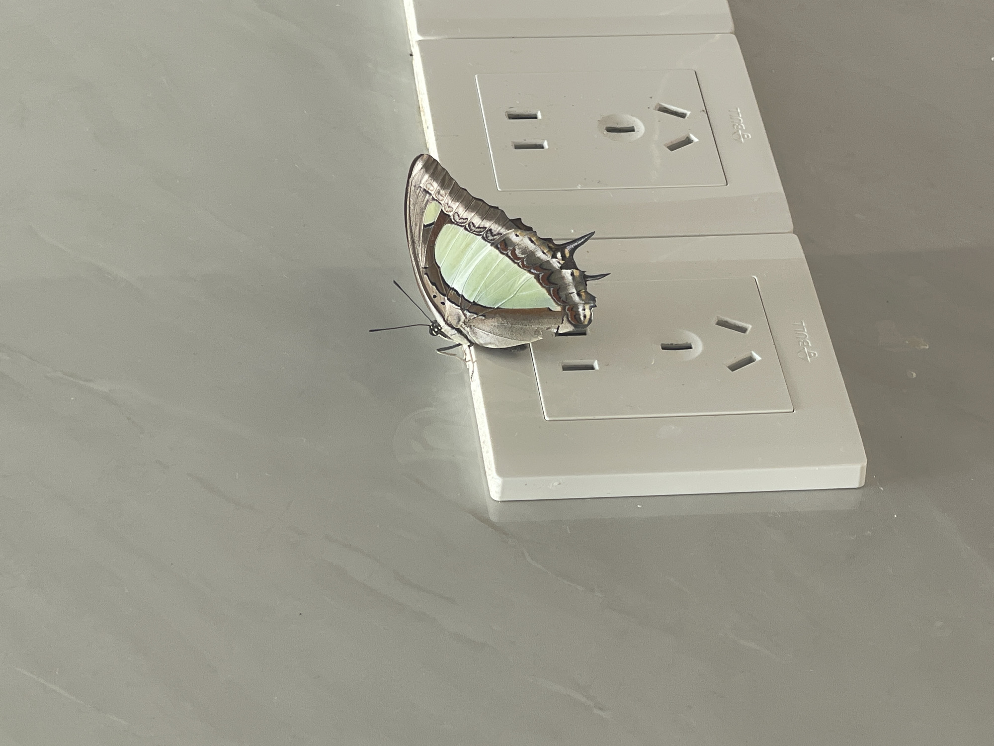 A butterfly with green and brown wings rests on a white electrical outlet. The outlet is mounted on a gray, textured wall. There is another electrical outlet to the right of the one the butterfly is on. The butterfly's wings are partially open, and its body is clearly visible. The butterfly appears to be a species of *Graphium*. The scene suggests an indoor or outdoor setting where electrical outlets are accessible.