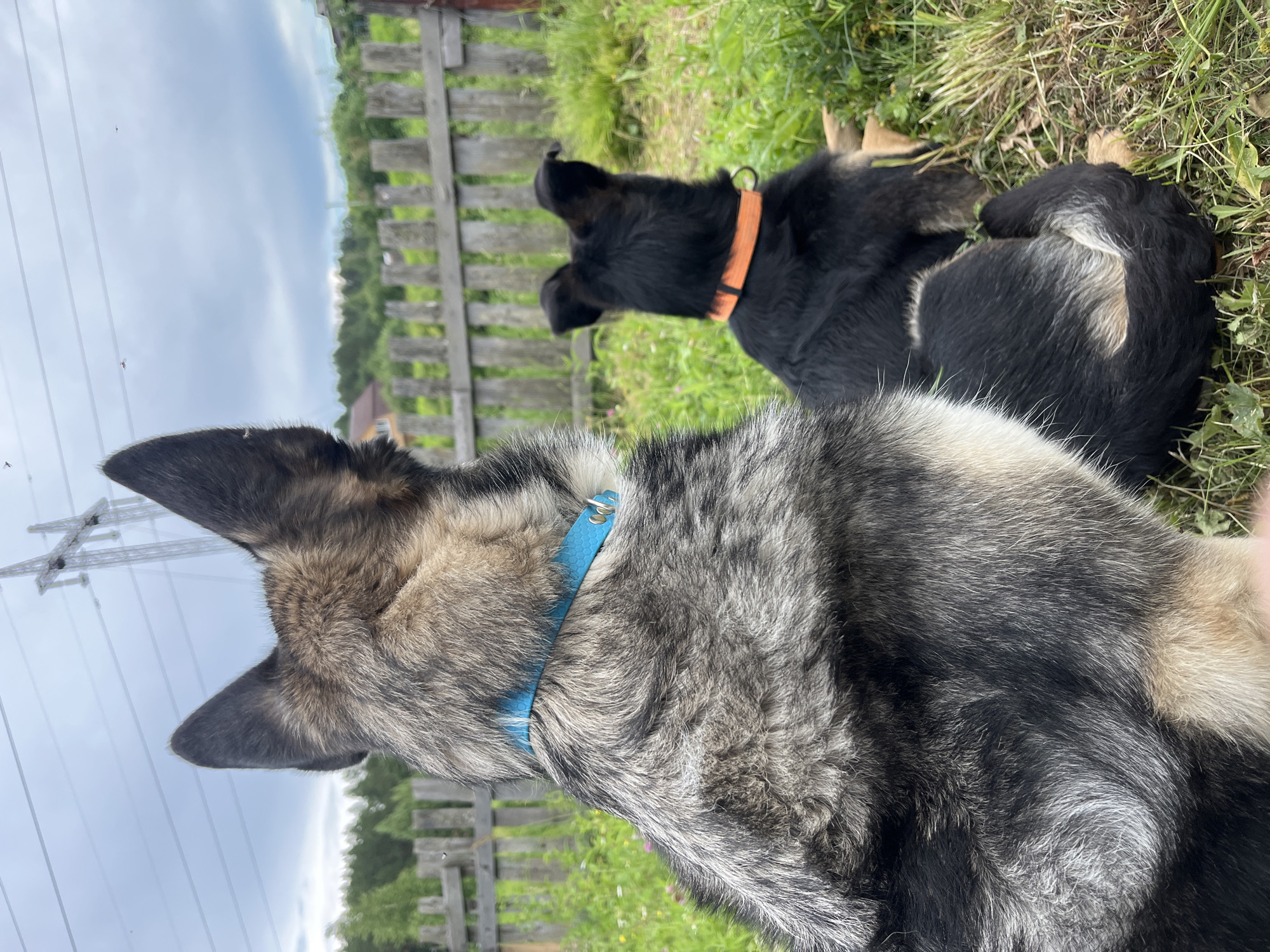 The image features two dogs in an outdoor setting, likely a backyard. The dog in the foreground is a large, mixed-breed canine with grey, black, and tan fur, wearing a bright blue collar. Its head is turned away from the camera, and its fur is detailed, showing individual hairs. In the background, a second dog, primarily black with some tan markings, is visible. This dog is wearing an orange collar and appears to be alert, with its head raised and mouth slightly open, perhaps barking or panting.
The setting includes a weathered wooden fence, green grass, and some vegetation. In the distance, there are trees and what appears to be a small building, suggesting a rural or suburban environment. Above the dogs, a cloudy sky is visible, with hints of power lines or a transmission tower in the far left of the frame. The lighting suggests it might be daytime, possibly overcast or late afternoon, given the diffused light. The overall atmosphere appears relaxed, with the dogs resting or observing their surroundings. No text is visible in the image. The location context provided is Nizhny Tagil, Russia.