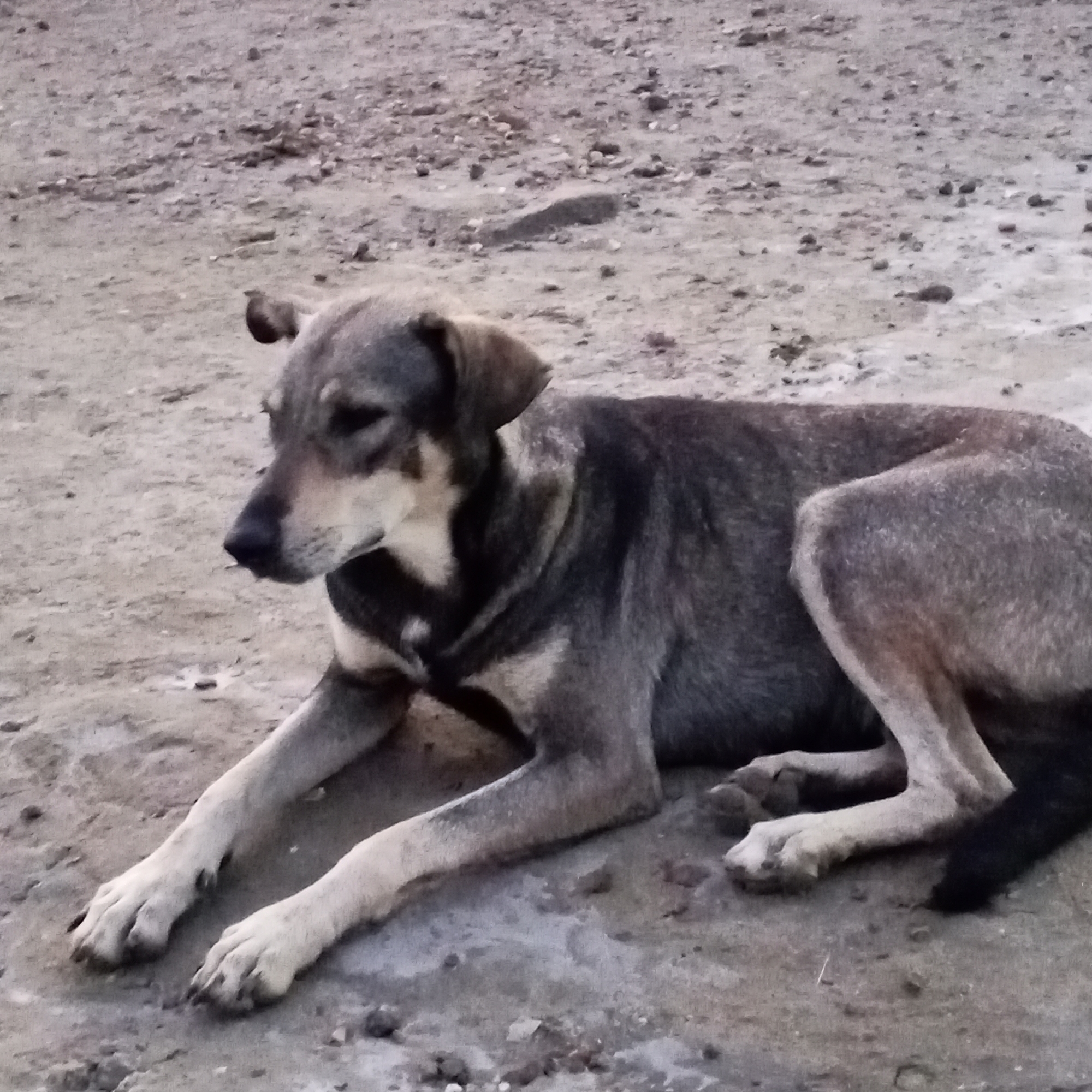 A medium-sized, short-haired dog lies on a grey, cracked, and rocky surface. The dog is primarily grey with black markings around the neck and a black tail. Its paws are light-colored. The background is blurred and grey. The location is Pedro González, Venezuela.