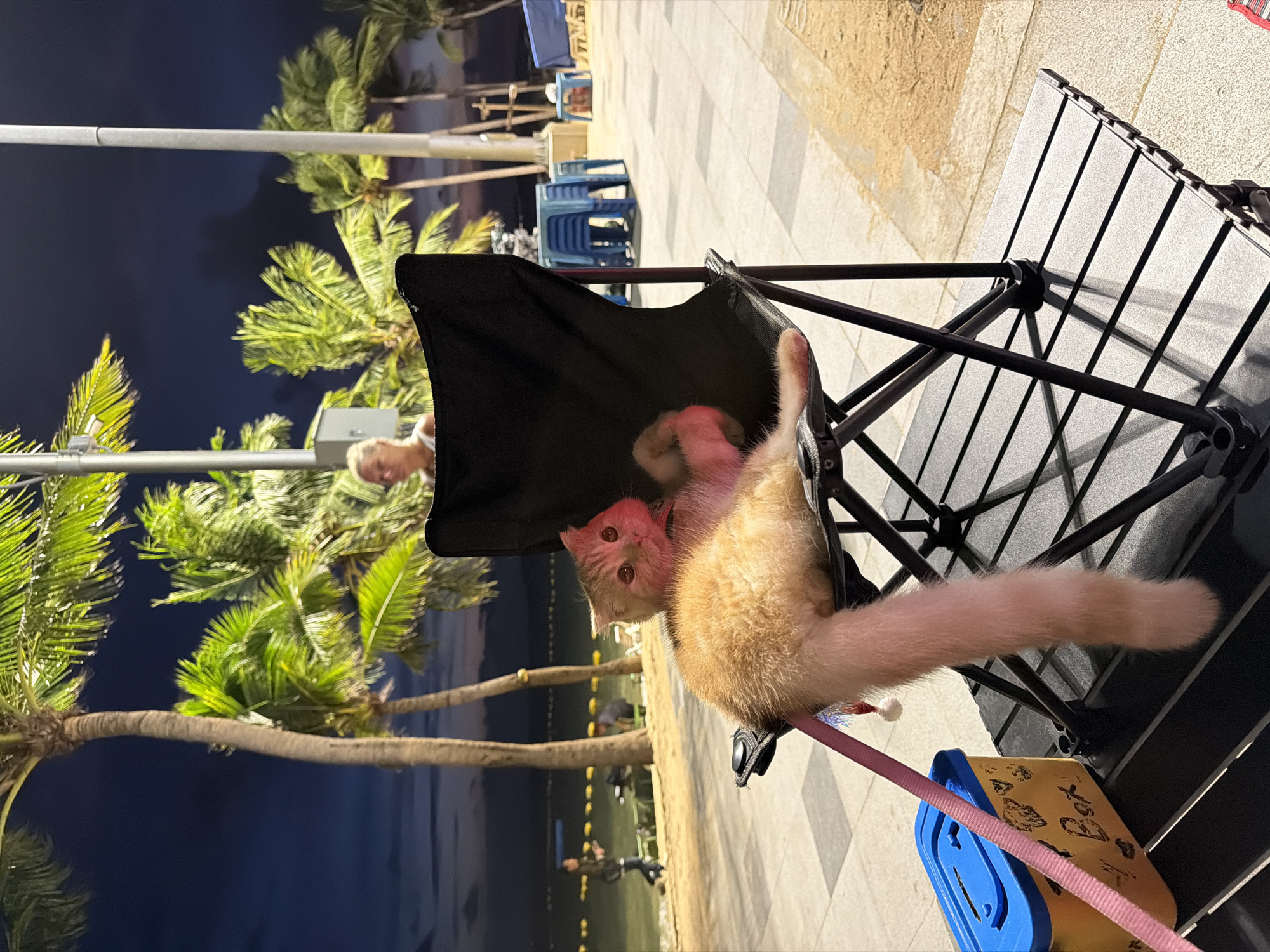An eye-level, rotated, outdoor shot shows a light orange cat lying in a black canvas folding chair on a tile sidewalk, with a pink leash, a blue and gold container, and a black table behind it, along with palm trees, a beach, lights, and stacks of blue plastic chairs.
The cat, centrally positioned, looks directly at the camera. It has light orange fur with white on the end of its outstretched tail. The chair is open behind the cat and has a black metal frame. A small, blue and gold container sits beneath the chair, and a folding black table is behind the chair. The sidewalk is made of light gray tiles. Palm trees are in the background on the left, with a dark blue sky behind them. Lights run along the beach, and stacks of blue plastic chairs are in the distance. A person is in the background behind the cat.
This is Pattaya City, Thailand.