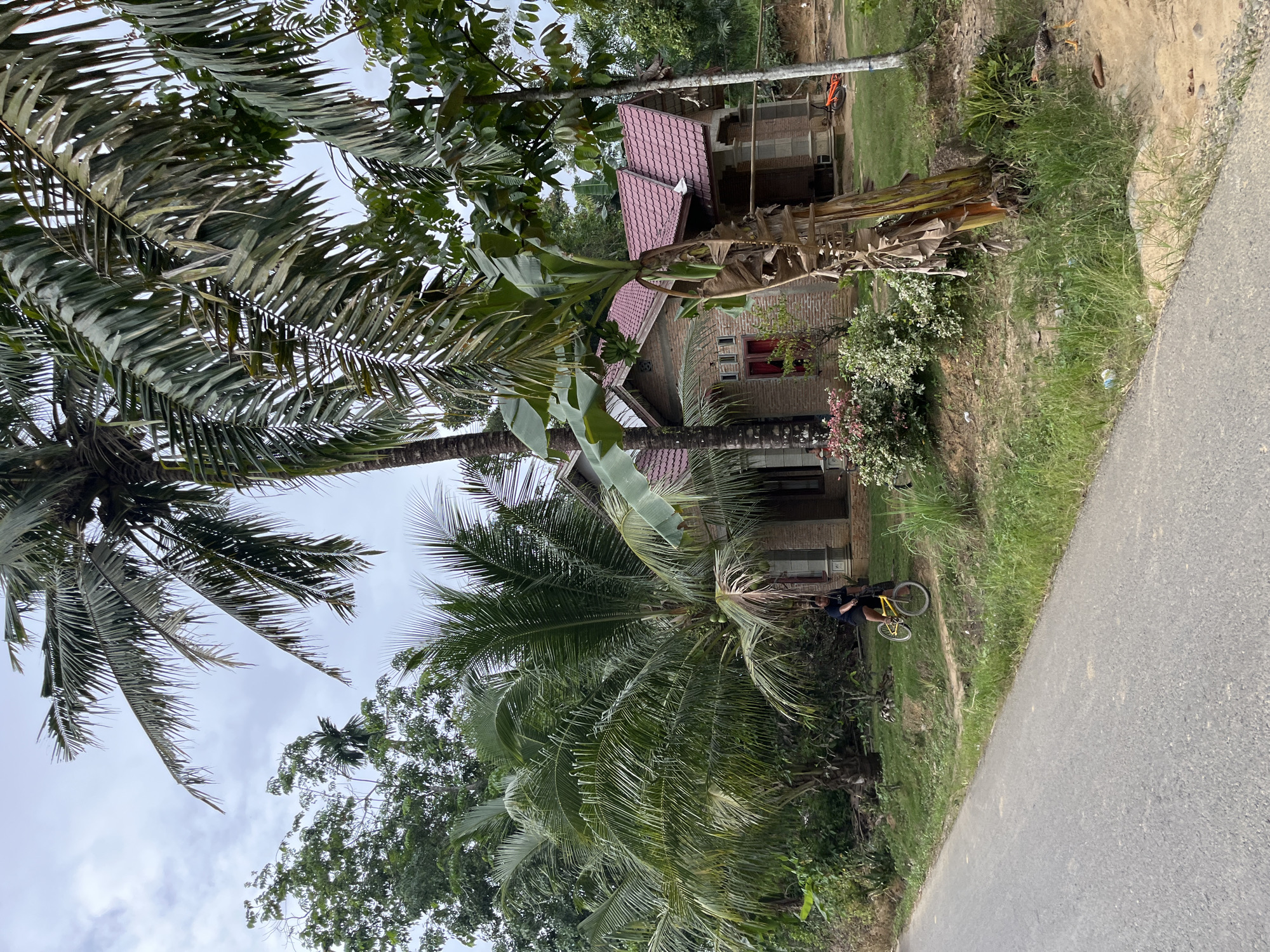 An exterior, eye-level, medium shot captures a rural scene in Sukamulia, Indonesia, with a paved road in the foreground and a brick house with a red tiled roof in the background. A person, wearing a dark t-shirt and shorts, rides a yellow bicycle on the grassy embankment beside the road, facing towards the right of the frame. Tall palm trees, a banana tree with a stalk of green bananas, and lush green foliage dominate the landscape. The house appears to have red-trimmed windows and a porch supported by columns. There is also an orange object, possibly a motorcycle or bicycle, visible to the right of the house. The sky is overcast with clouds.