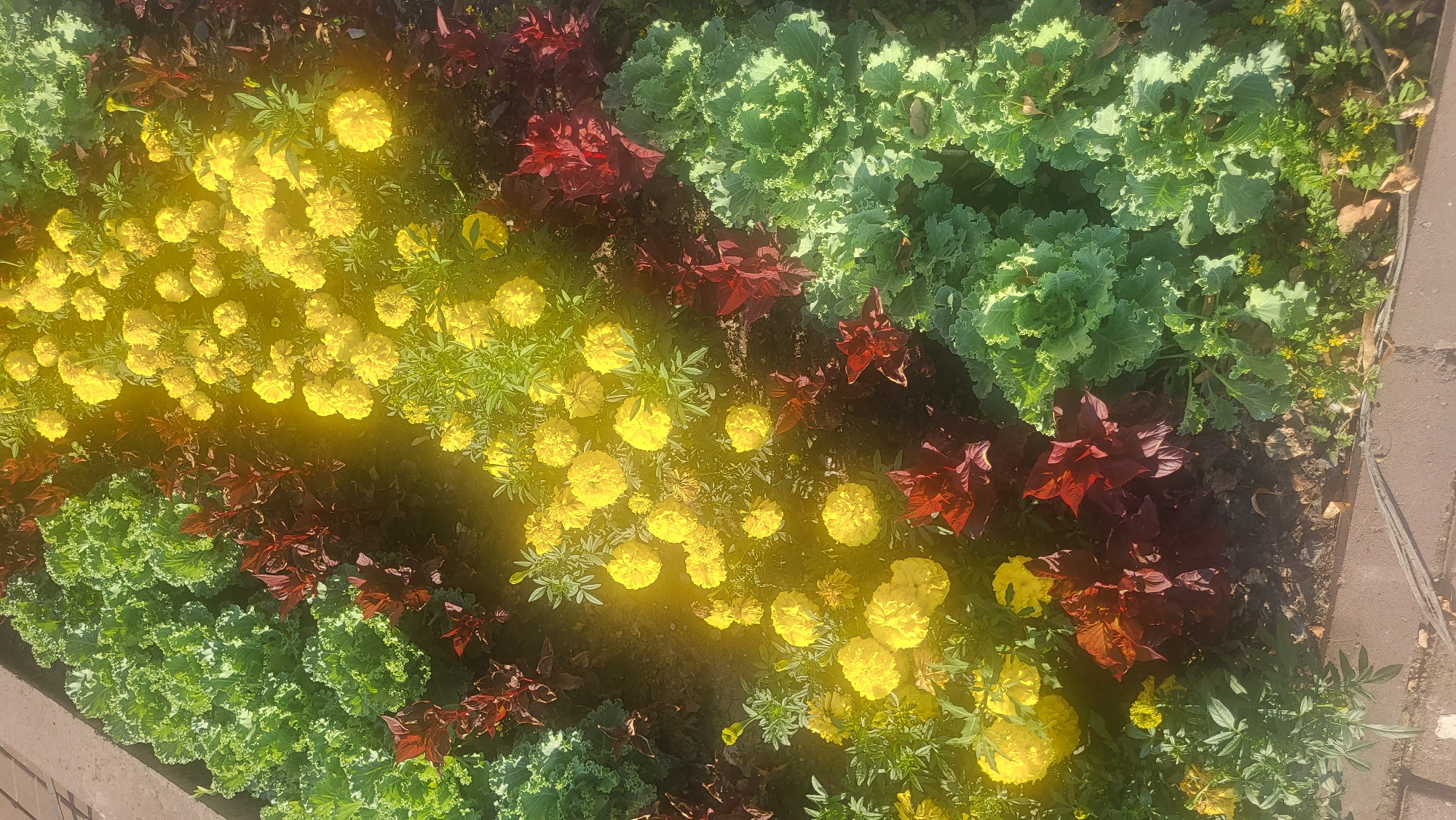 This is a high-angle, full shot of a flowerbed filled with marigolds, ornamental cabbage, and red-leafed plants. The flowerbed is illuminated by sunlight, which creates a yellow tint on the marigolds and the surrounding greenery. In the foreground, a brick walkway is visible.