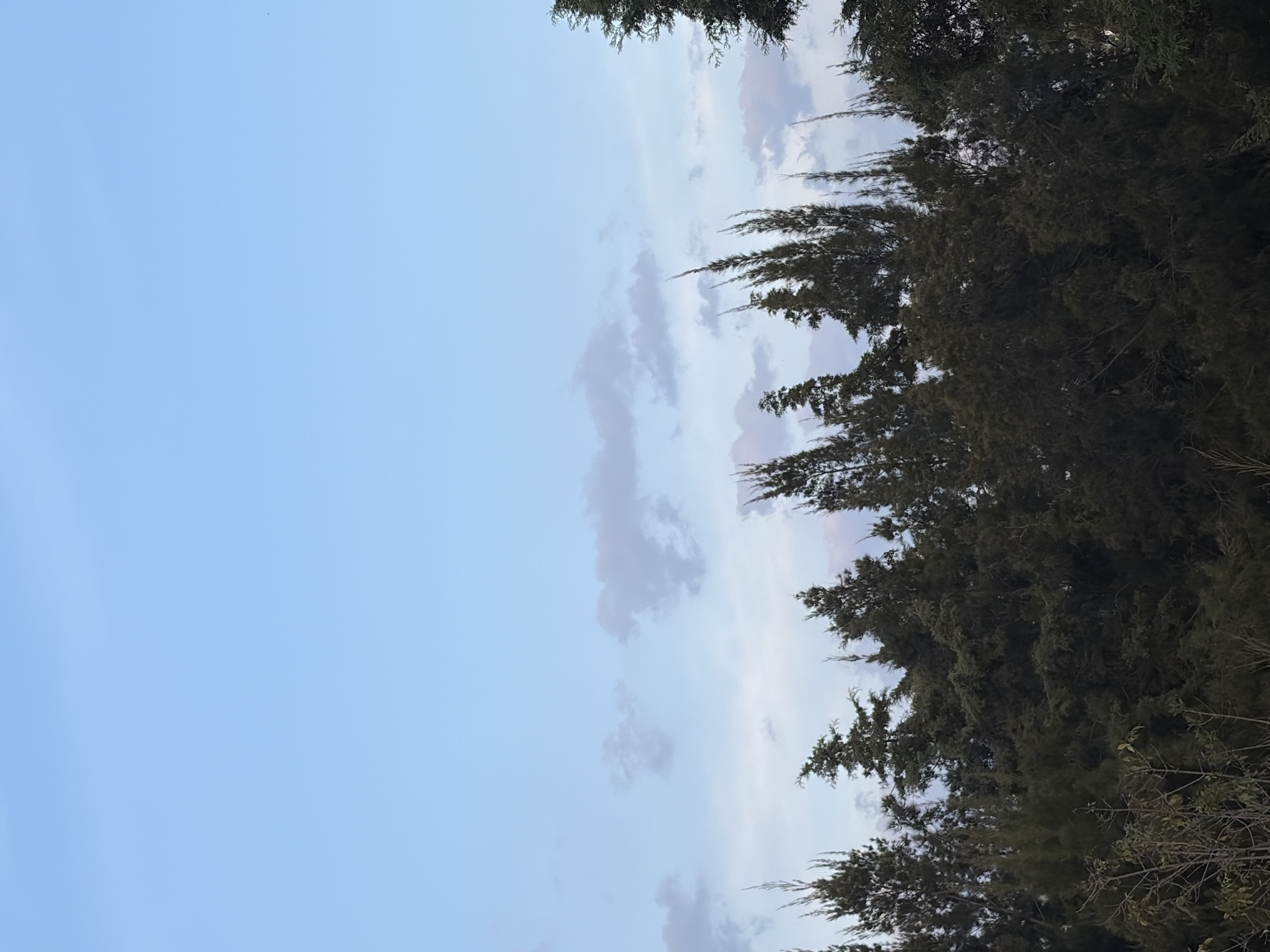 A tranquil outdoor scene features a pale blue sky with soft clouds bordering a dense expanse of dark green trees. The left portion of the image is filled with a clear, light blue sky, where elongated, wispy clouds drift. These clouds exhibit subtle hints of grey, pink, and purple, characteristic of either dawn or dusk. On the right, a thick canopy of coniferous trees, possibly cypresses, forms a textured, dark green wall. Their needle-like foliage and branches are tightly interwoven, contrasting with the expansive sky. Some lighter green foliage is visible towards the bottom right. No people, animals, or man-made structures are present, and there is no visible text. The image evokes a sense of peace and natural beauty, captured in San Bernardino Tlaxcalancingo, Mexico, under soft lighting conditions.