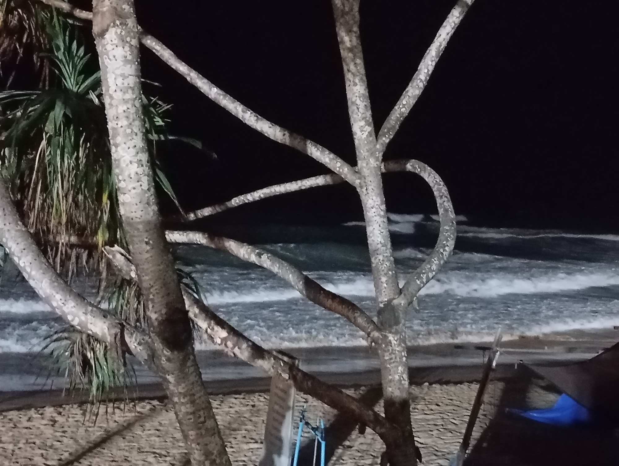 In the city of Unknown, Unknown, at night, palm trees stand in the foreground with their textured trunks and branches reaching out. Behind them, the ocean is visible, with waves breaking on a sandy beach. A dark, unidentifiable structure, possibly a tent or shelter, is partially visible on the right side of the image. The scene is dimly lit by artificial light.