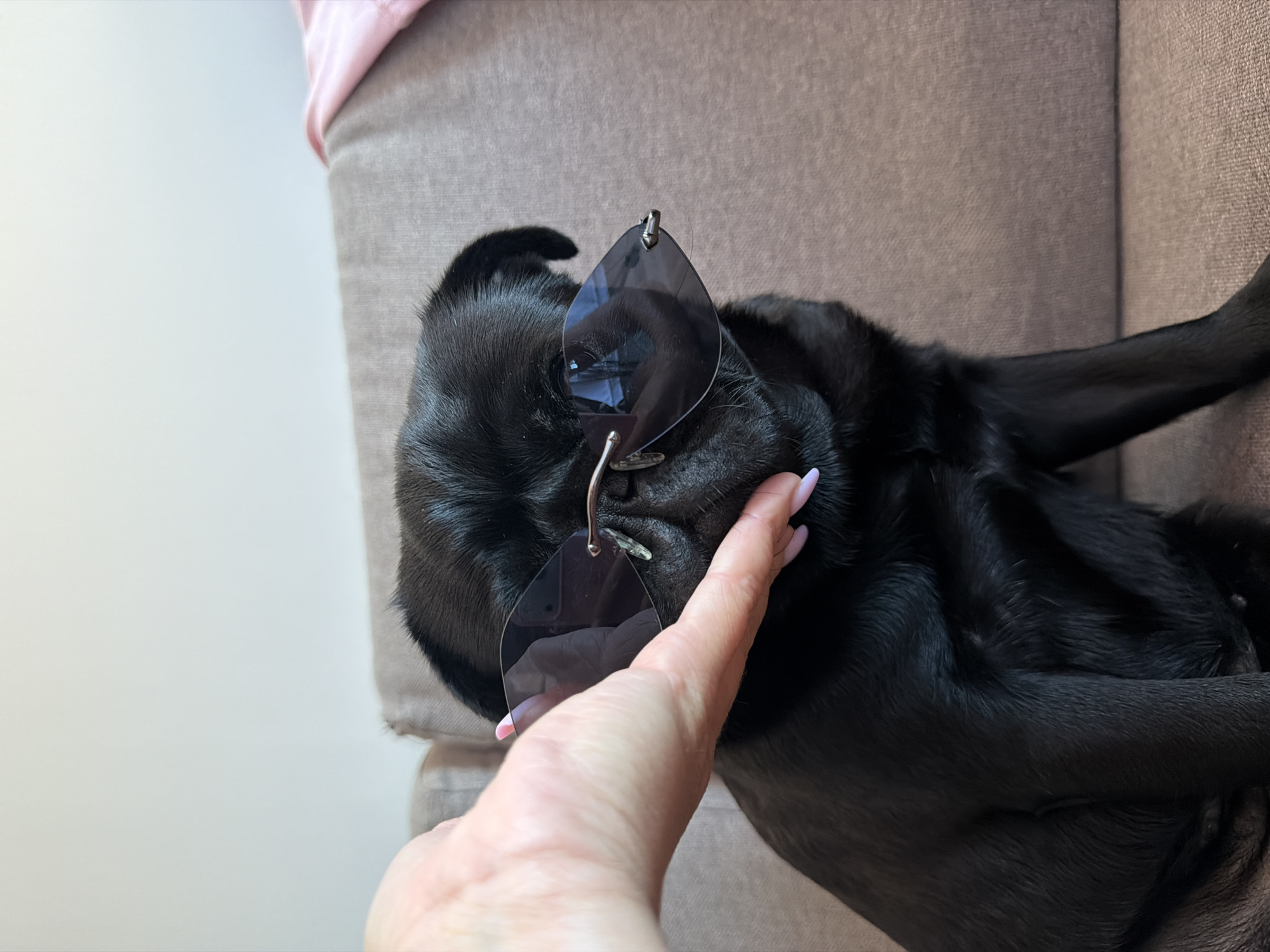 A black pug wearing large, dark-tinted sunglasses is being held by a person's hand. The pug is seated on a brown upholstered surface, likely a couch, with a light-colored wall in the background. A pink fabric, possibly clothing, is visible on the right side of the frame. The person's hand, with pale skin and light pink fingernails, is gently holding the pug's snout to keep the sunglasses in place. The environment appears to be indoors, in a domestic setting.