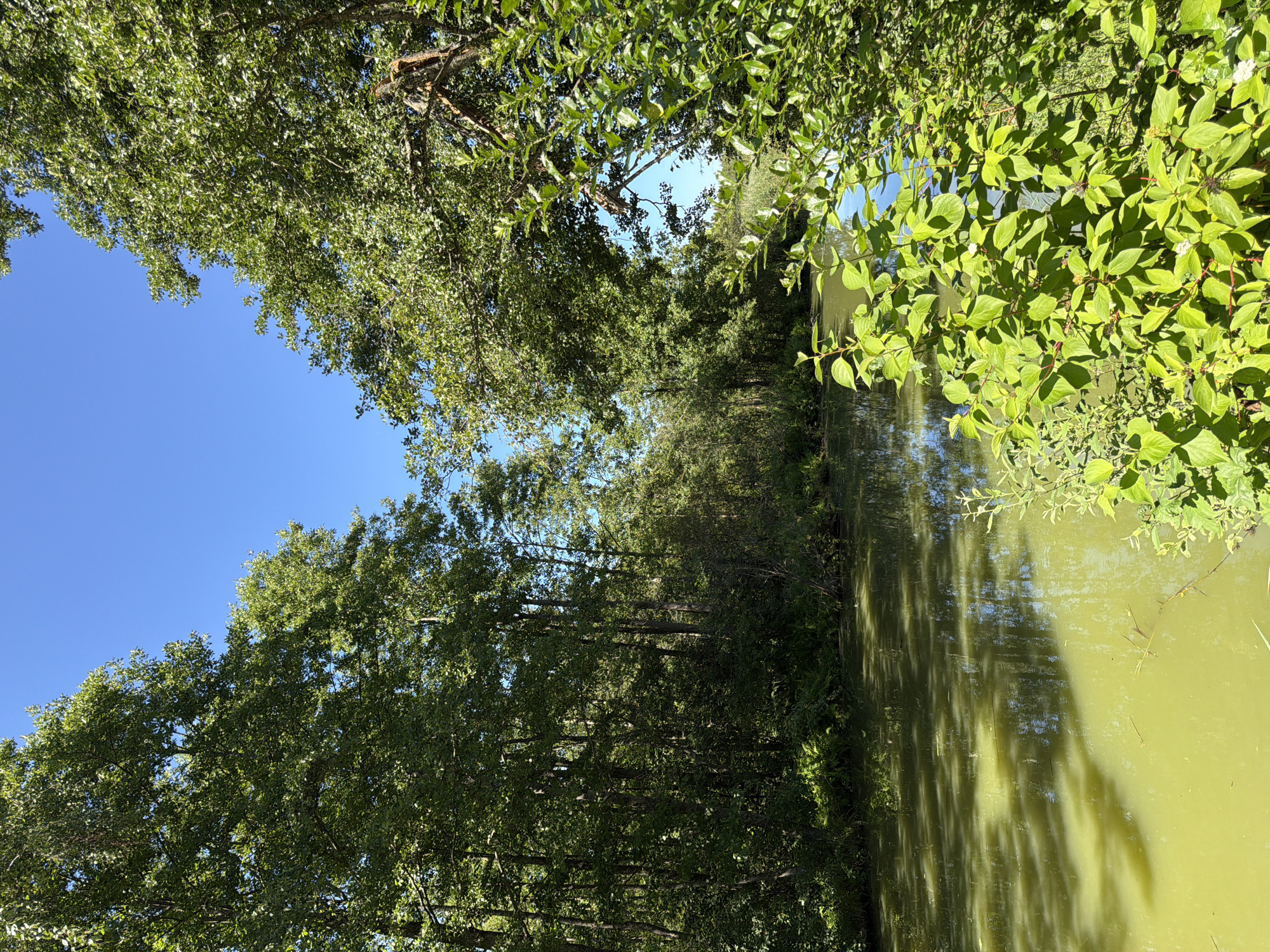 The image depicts a natural scene with a body of murky green water in the foreground, reflecting the surrounding trees and a bright blue sky. The water is calm, with some organic debris visible on its surface. Dense foliage, primarily trees with lush green leaves, lines the banks of the water body, creating a natural corridor. The trees on the left side are tall and closely packed, forming a thick forest. On the right, the trees are more spread out, allowing glimpses of the sky through their branches. In the foreground on the right, a shrub with vibrant green leaves and small white flowers is prominent. The overall impression is a serene, undeveloped natural environment, likely a river, canal, or pond, under a clear, sunny sky.