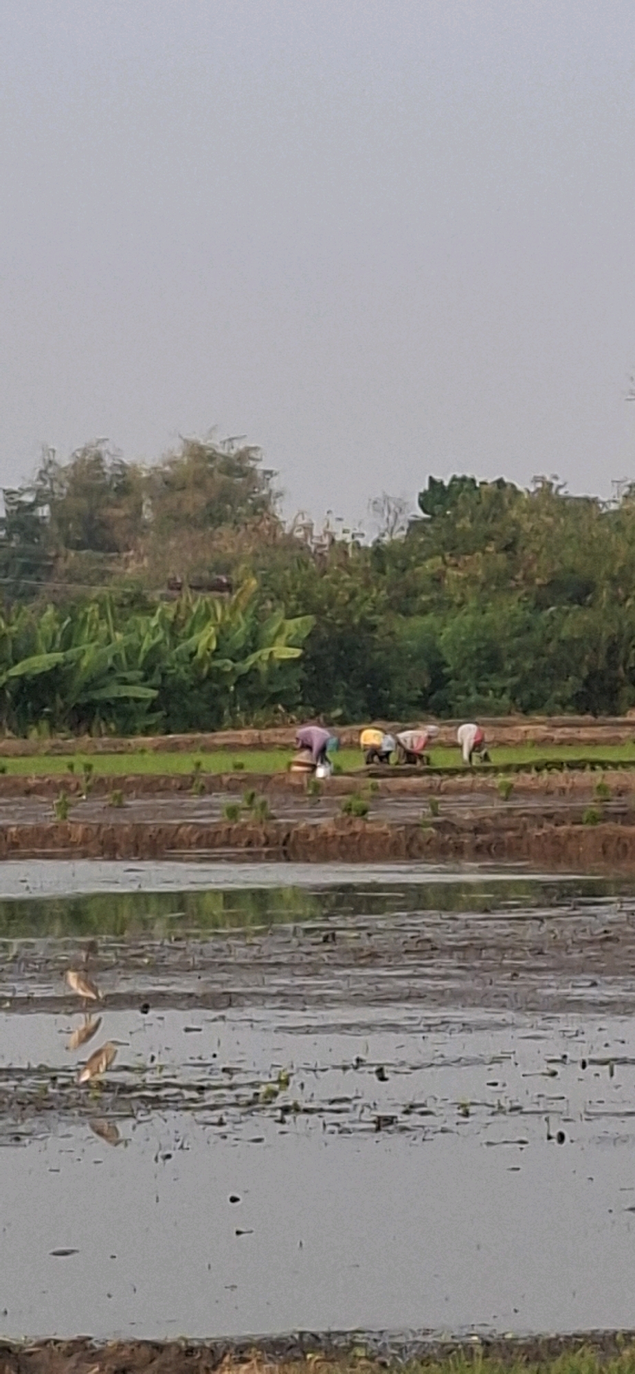 The image depicts a rural scene in Desa Ngesrep, Indonesia, focusing on a rice paddy. In the background, lush green banana plants and dense foliage create a natural border. In the middle ground, a group of three individuals are engaged in rice planting. One person in a purple garment is bent over, working in the paddy. To their right, two other figures, one in yellow and another in white, are also tending to the rice. The foreground is dominated by a flooded section of the rice paddy, reflecting the overcast sky. Several birds are visible wading in the shallow water. The overall impression is one of agricultural activity in a serene, natural environment.