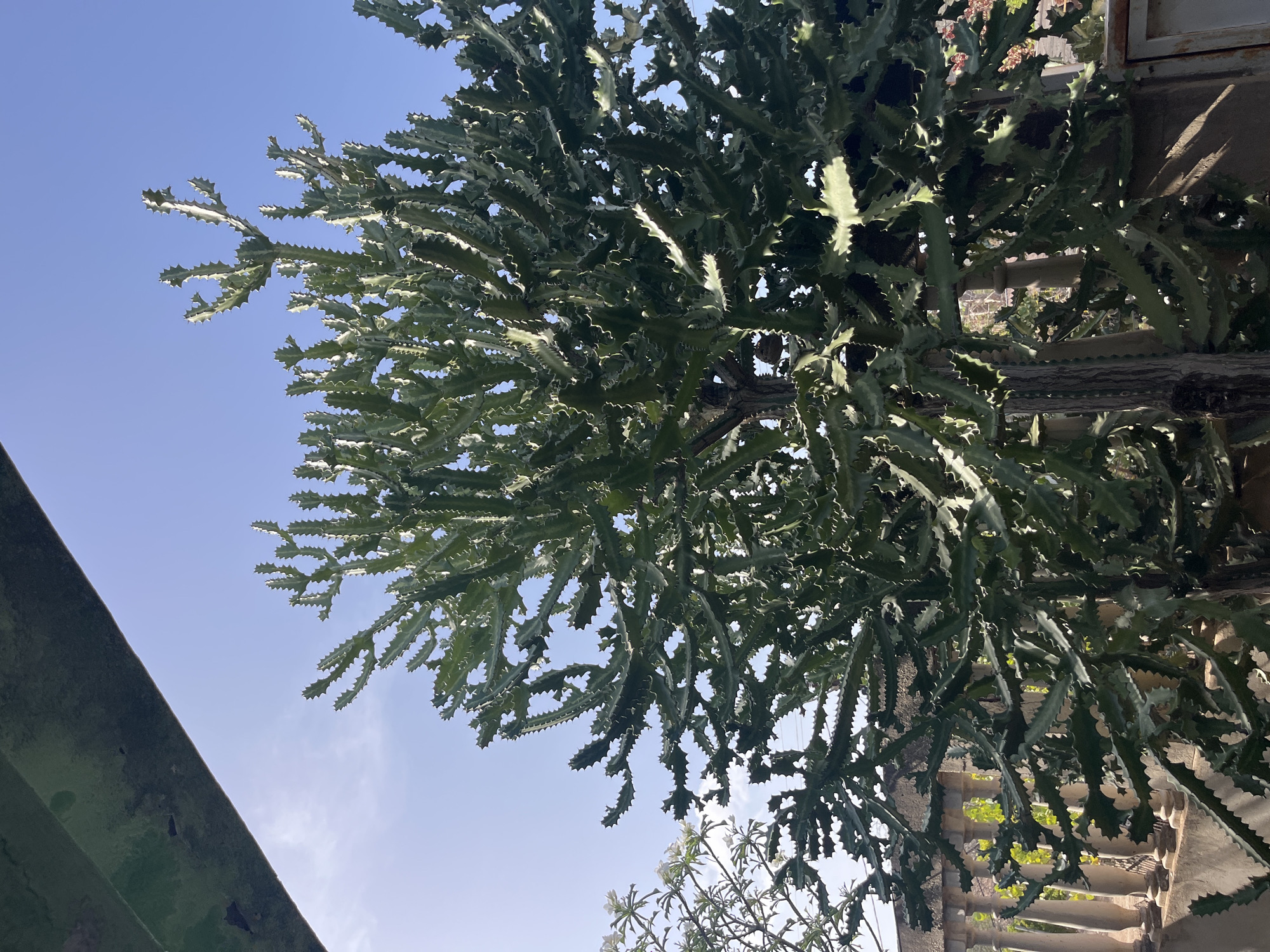 In Juan Griego, Venezuela, a large, mature African milk tree (Euphorbia trigona) dominates the foreground, its multi-branched, green, succulent stems reaching upwards against a clear blue sky. The plant features prominent, sharp thorns along the edges of its stems, which are ribbed and segmented. A weathered, greyish-brown trunk is visible at the base of the tree. In the background, to the left, a smaller flowering plant with white blossoms is partially visible. Further behind, a decorative stone balustrade with rounded pillars runs horizontally across the mid-ground, suggesting a patio or balcony setting. Beyond the balustrade, out-of-focus greenery and structures are present. A dark, green, textured overhang occupies the upper left corner of the image, casting a shadow. The overall scene depicts an outdoor environment with a focus on the distinctive succulent plant.