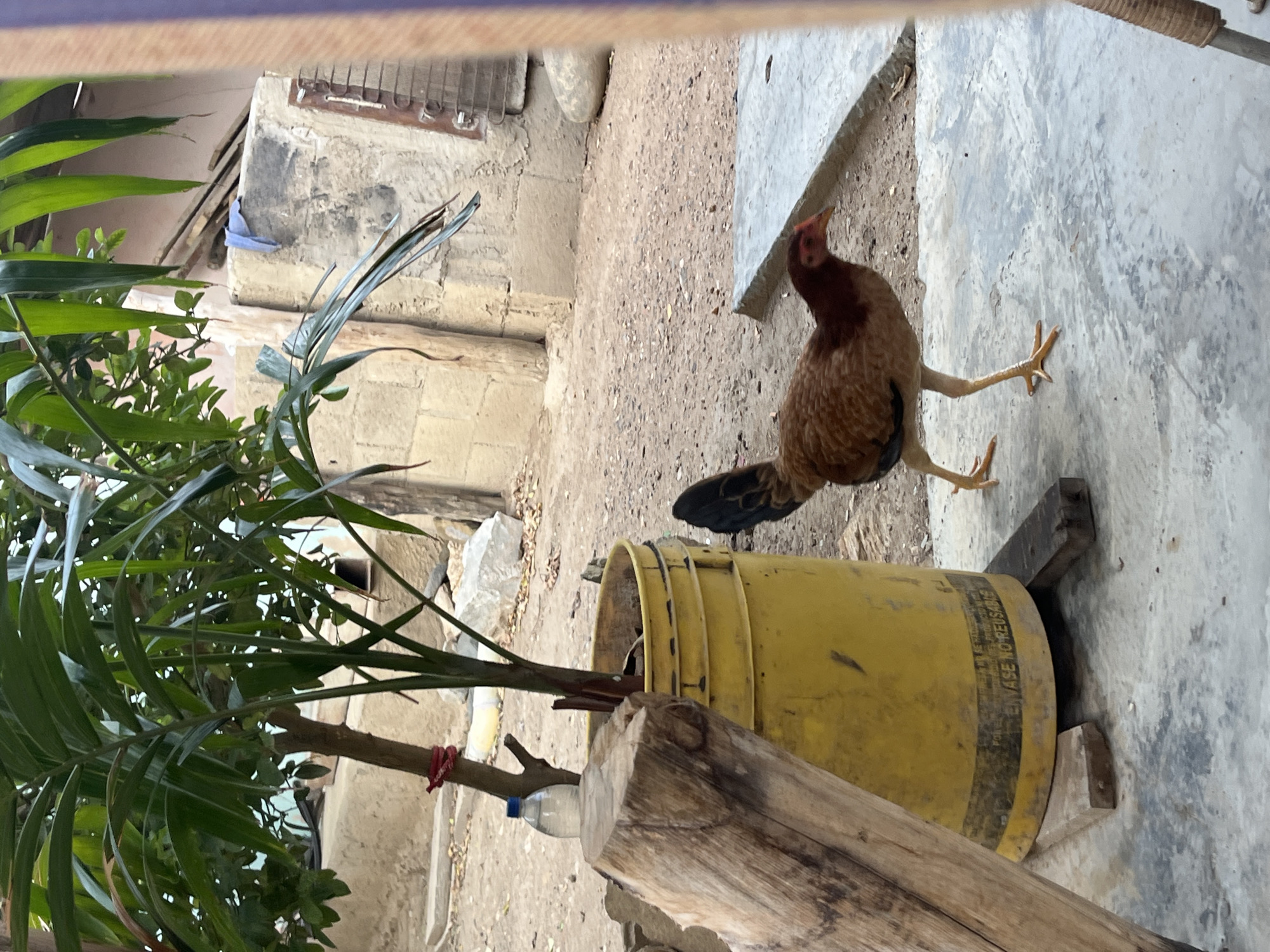 A brown chicken with a black tail is standing on a concrete surface next to a large yellow bucket. The bucket contains a small palm tree. A thick wooden log is leaning against the bucket and the palm tree. In the background, there are stone buildings and scattered debris. The scene appears to be outdoors in a rustic environment, possibly in Juan Griego, Venezuela.