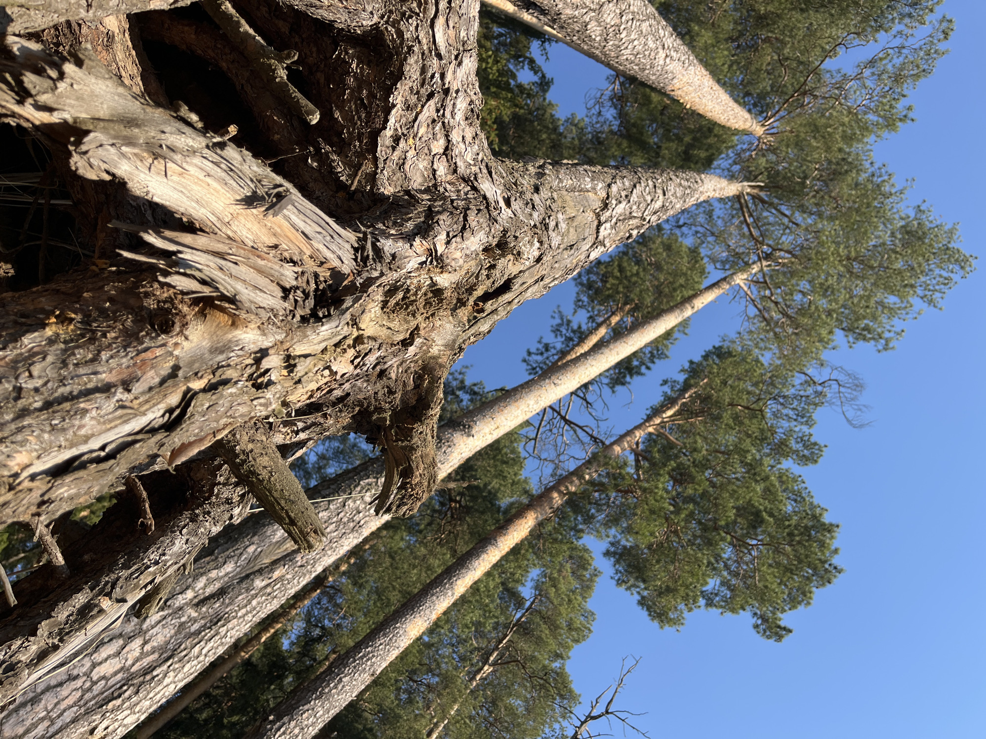 The image, taken from a low angle, depicts a grove of pine trees against a clear blue sky. The foreground features a thick tree trunk with rough bark, partially obscuring the view of the other trees. The bark is detailed, showing deep ridges and textures, with some broken branches visible. The trunks of the other pine trees extend upwards, gradually becoming thinner as they reach the tree canopy. The tops of the trees have green foliage, contrasting with the light blue sky. The photo appears to be taken during the day with ample sunlight.
While the prompt mentions Chaikovsky, Russia, there is no way to confirm this from the image alone.