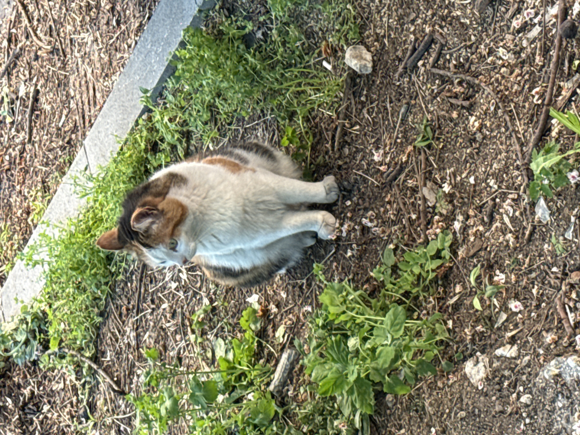 The image shows a calico cat lying on dirt and patchy green vegetation next to a concrete curb. The ground is covered in small twigs and debris. The location is likely in Plovdiv, Bulgaria, although there are no distinctive landmarks visible to confirm this. The cat is the primary subject. There are no people visible.