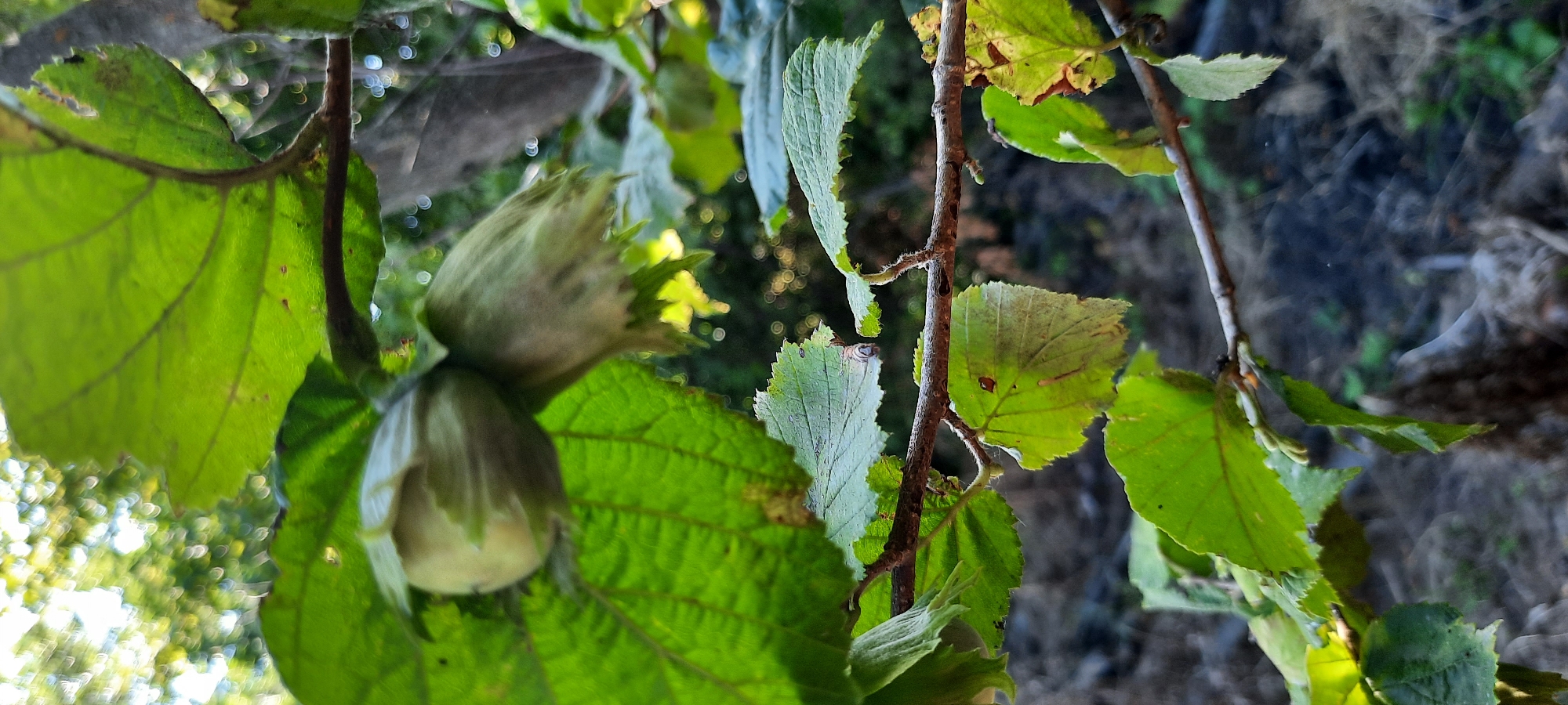 The image shows a close-up view of a hazelnut tree branch with developing hazelnuts. The nuts are still enclosed in their green husks, which are fringed with pointed lobes. Several large, green leaves are visible, some showing signs of minor damage or discoloration. The branch itself is brown and appears somewhat rough. The background is softly blurred, suggesting an outdoor setting with dappled sunlight filtering through the foliage, creating bokeh effects. The overall impression is one of natural growth and the early stages of fruit development. The lighting suggests it is daytime, likely outdoors in a natural environment. There is no visible text in the image.