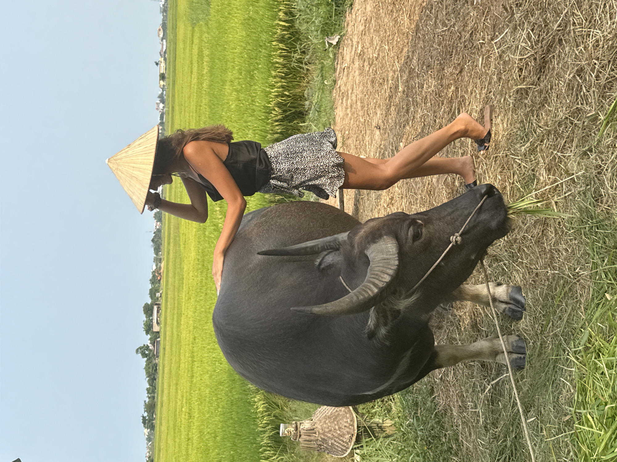 The image depicts a woman and a water buffalo situated in a rural landscape, identified as Hội An Ward, Vietnam. The woman is leaning onto the back of the large, dark-colored buffalo, which has prominent horns and a rope around its head, and is seen eating green grass.
The woman is wearing a traditional Vietnamese conical hat (nón lá), which partially obscures her face as she looks downwards. She has dark, wavy hair, and is dressed in a dark sleeveless top and a black and white spotted skirt. She wears dark sandals on her feet.
The setting features expansive, vibrant green rice paddies stretching into the distance under a clear, light blue sky. A dry, straw-covered path separates the foreground where the woman and buffalo are from the main rice fields. In the far background, faint structures and trees are visible along the horizon line. A woven basket or similar object is partially visible on the ground near the buffalo's feet.
The scene is illuminated by bright daylight, suggesting a sunny day. The overall impression is one of peaceful rural life and interaction with farm animals. There is no visible text in the media file.