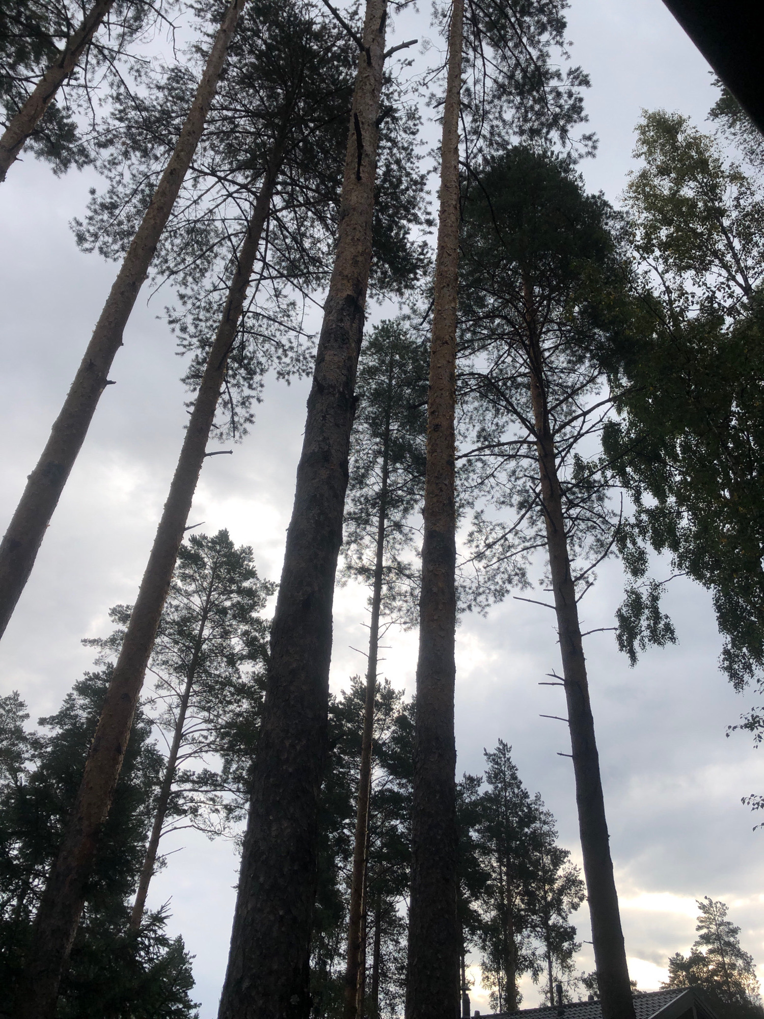 The image shows a perspective shot looking up at tall pine trees against a cloudy sky. The trees are densely packed, with their trunks dominating the frame. The branches are visible, some bare and others covered in needles. The sky is overcast, with patches of brighter sky visible through the clouds, suggesting diffused sunlight. The environment appears to be a forest or wooded area. There are no people, animals, or specific man-made structures clearly visible in the foreground or midground, though the roof of a building can be discerned in the lower right portion of the image. The overall mood is somber and natural, typical of a forest scene under cloudy weather. The location is the city of Arfa, Russia.