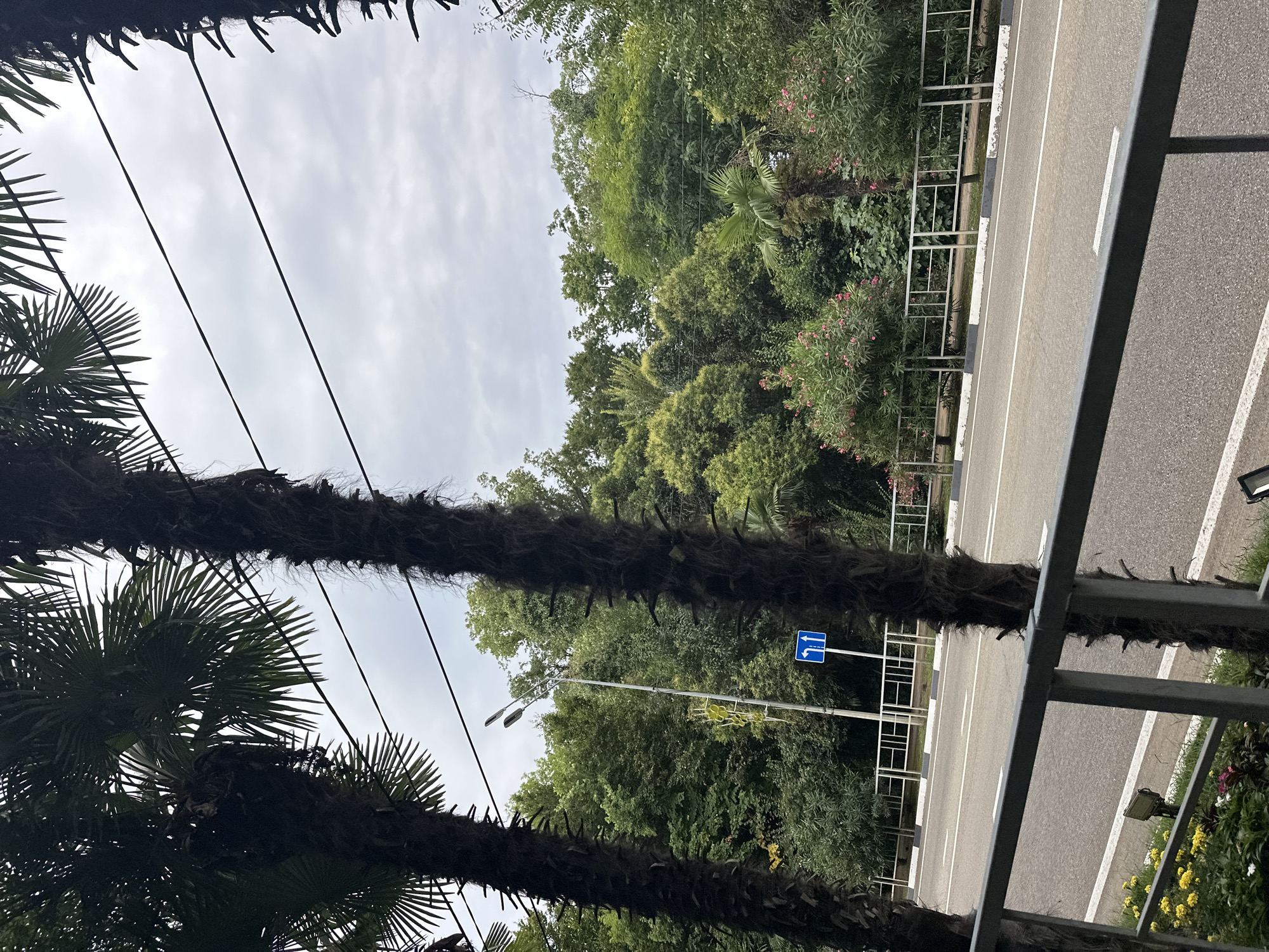 The image shows a street scene in Sochi, Russia, with lush green trees and palm trees lining a road. The sky is overcast. A metal railing is in the foreground, and a street with white lane markings runs through the middle of the image. A blue traffic sign with arrows indicating straight ahead and left turn is visible on the side of the road. Power lines are strung overhead, and a lamppost with two lights is present. There are some flowering bushes with pink flowers and yellow flowers in planters. The overall impression is of a well-maintained urban environment with abundant greenery.