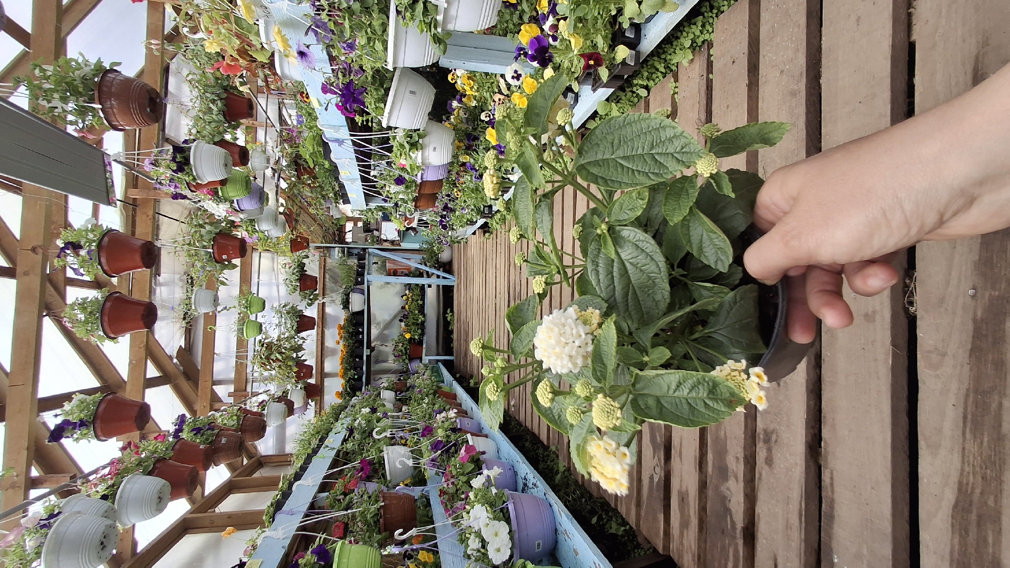 The image depicts a greenhouse interior, possibly in Annino, Russia, based on the prompt. A person's hand holds a potted plant with white flowers and green leaves in the foreground. The background shows a pathway lined with potted plants hanging from the ceiling and sitting on shelves. The pots are various colors, and the plants display different colored flowers. The greenhouse has a wooden frame structure, with translucent material covering the roof and sides. The floor is also made of wood.
