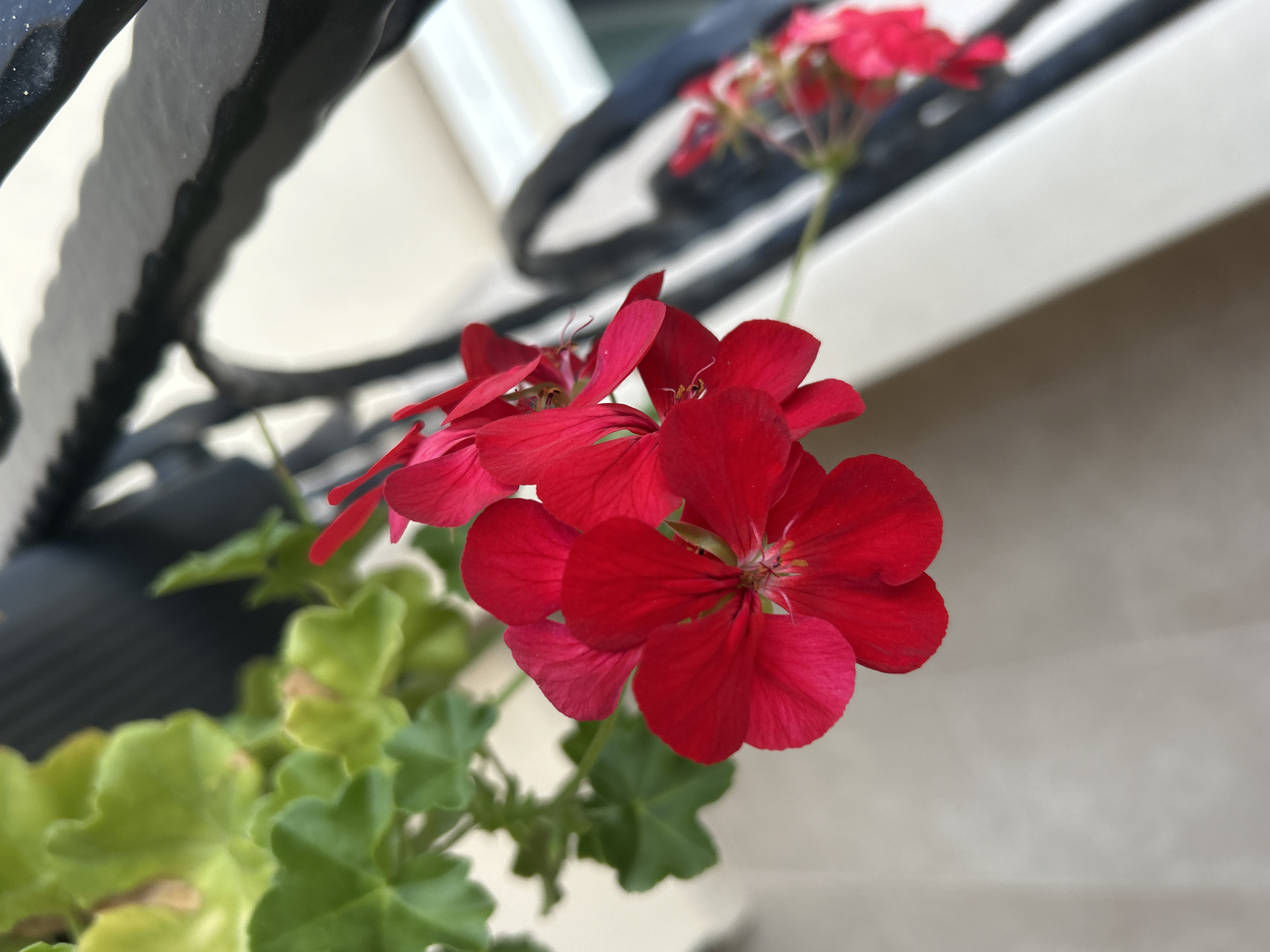 This is a close-up, vertical, eye-level shot of a cluster of vibrant red flowers, likely geraniums, with green leaves in the background. The flowers are the main subject, with their petals sharply in focus. The background consists of a blurred black metal railing and a neutral-colored surface, possibly a wall or building exterior. The lighting is natural and appears to be daytime. The image does not contain any people or depict any specific action. The location in Plovdiv, Bulgaria, is not determinable from the visual information presented.