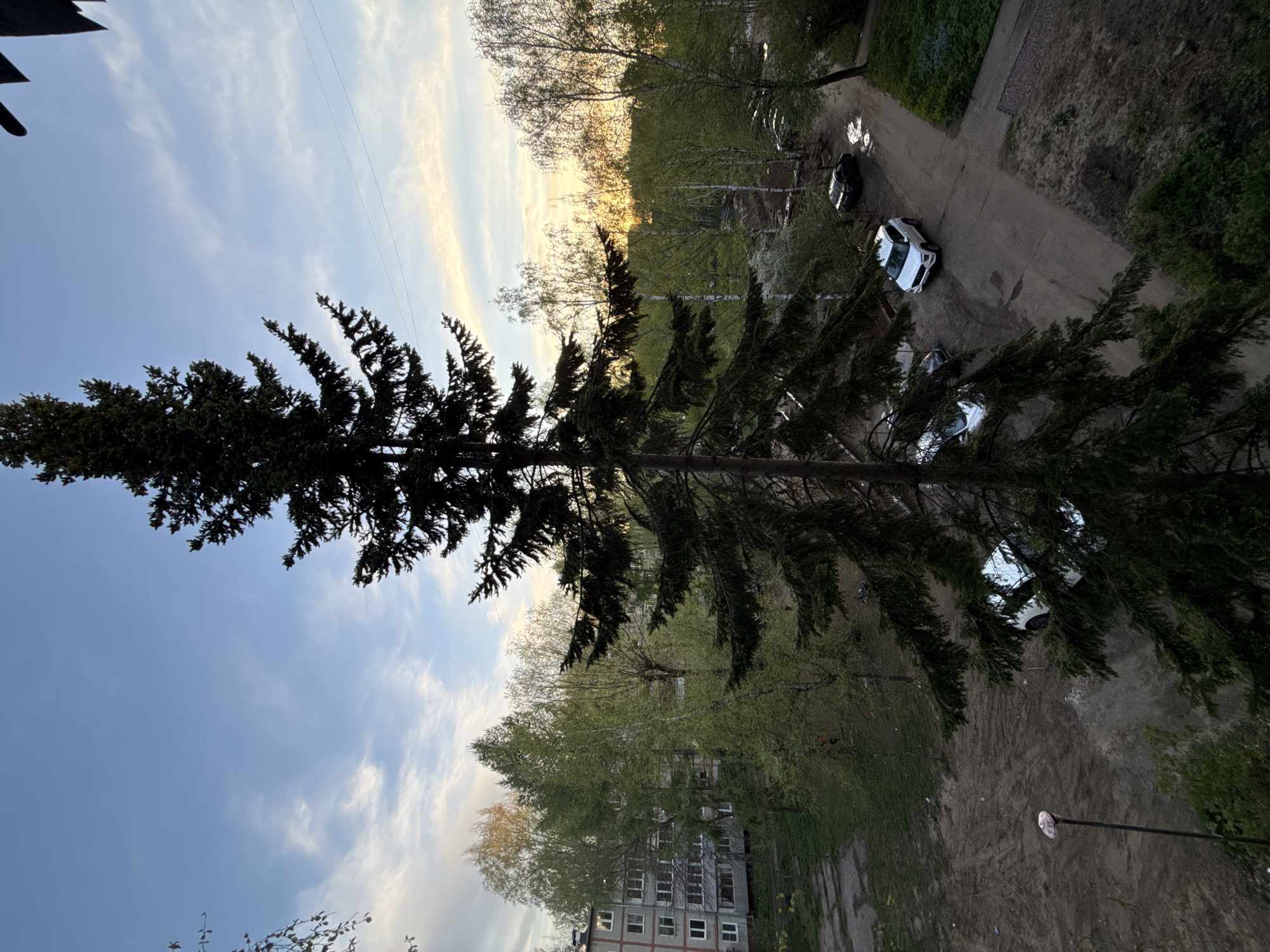 The image captures an elevated view of a street scene in Rusanovo, Russia. A tall, dense evergreen tree dominates the foreground, extending from the lower left corner to the upper right. Beyond the tree, a street runs parallel to the tree's trunk. Several cars are parked along the street, including a white car. Buildings are visible in the background, framed by other deciduous trees with green foliage. The sky is visible above the trees, displaying a blue hue and faint white clouds. A street lamp pole is seen in the bottom right corner.