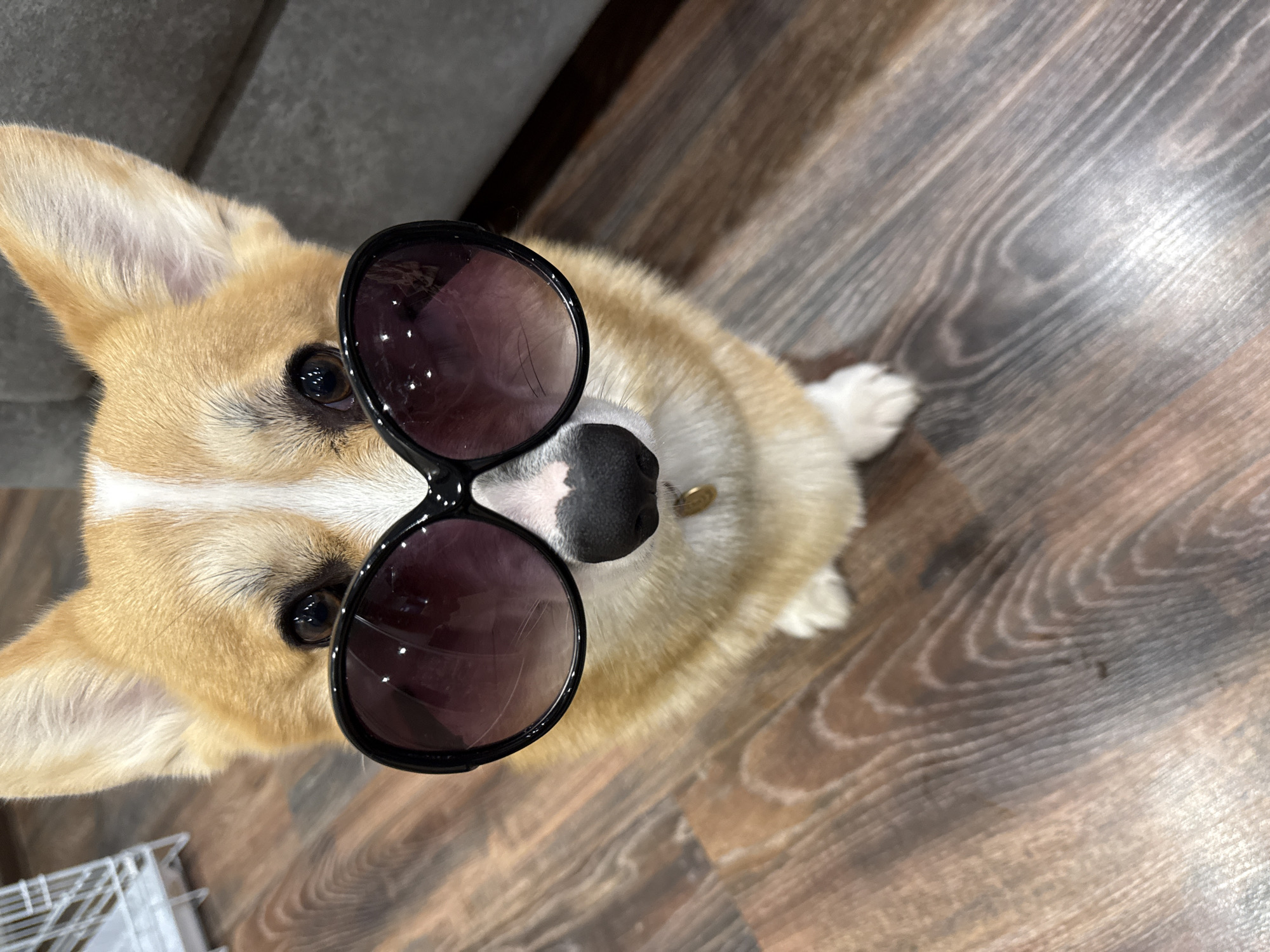 A tan and white corgi is lying on a wooden floor. The corgi is wearing large, round, black sunglasses. The floor has a wood grain pattern. Part of a gray couch is visible in the upper left corner. A white wire structure, possibly a pet crate or part of a shelf, is visible in the lower left corner. There is no indication that this photo was taken in Votkinsk, Russia.