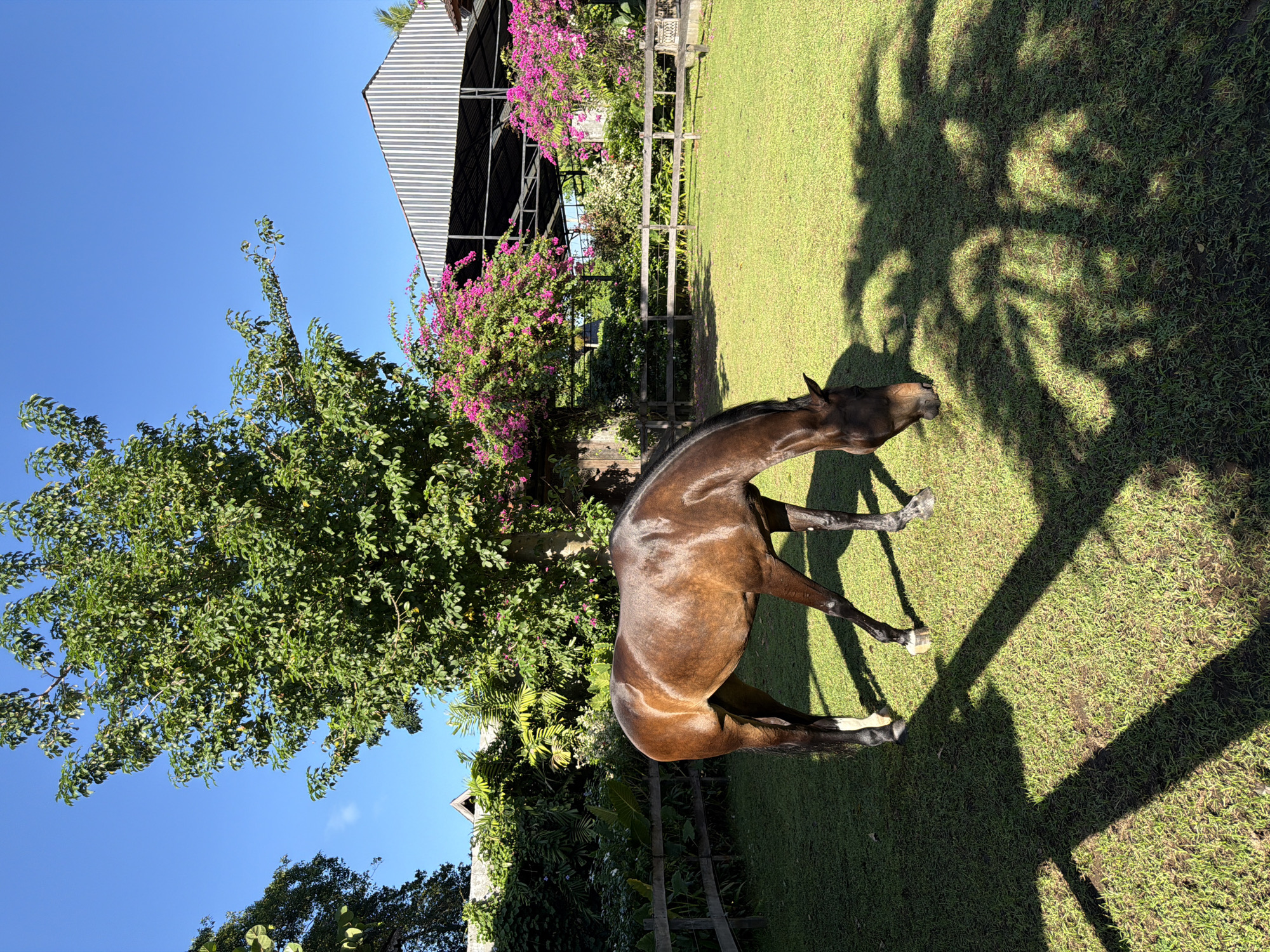A full-bodied brown horse is standing in a grassy field. The horse is positioned in the center of the frame, facing to the right. The field is bathed in sunlight, with tree shadows cast upon the grass. To the left of the horse, there is a large tree with green foliage. In the background, a structure is visible, partially obscured by vegetation and flowers. The setting appears to be in an outdoor location in the city of Kediri, Indonesia.