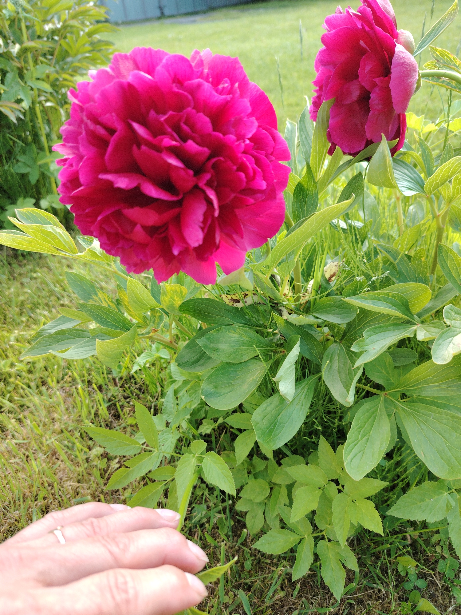 A close-up, eye-level, outdoor shot shows two vibrant pink peonies in bloom, surrounded by lush green foliage and grass. The flower in the foreground is fully open and detailed, with multiple layers of petals. Another partially obscured pink peony is visible in the background to the right. The leaves of the peonies are broad and green, some with a slight yellow tint. A human hand, adorned with a ring on the ring finger, is positioned in the lower left corner of the frame, gently touching a green leaf. The ground is covered with grass and some dry brown patches, and a hint of a fence and green grass is visible in the blurred background. The lighting suggests it is daytime.
