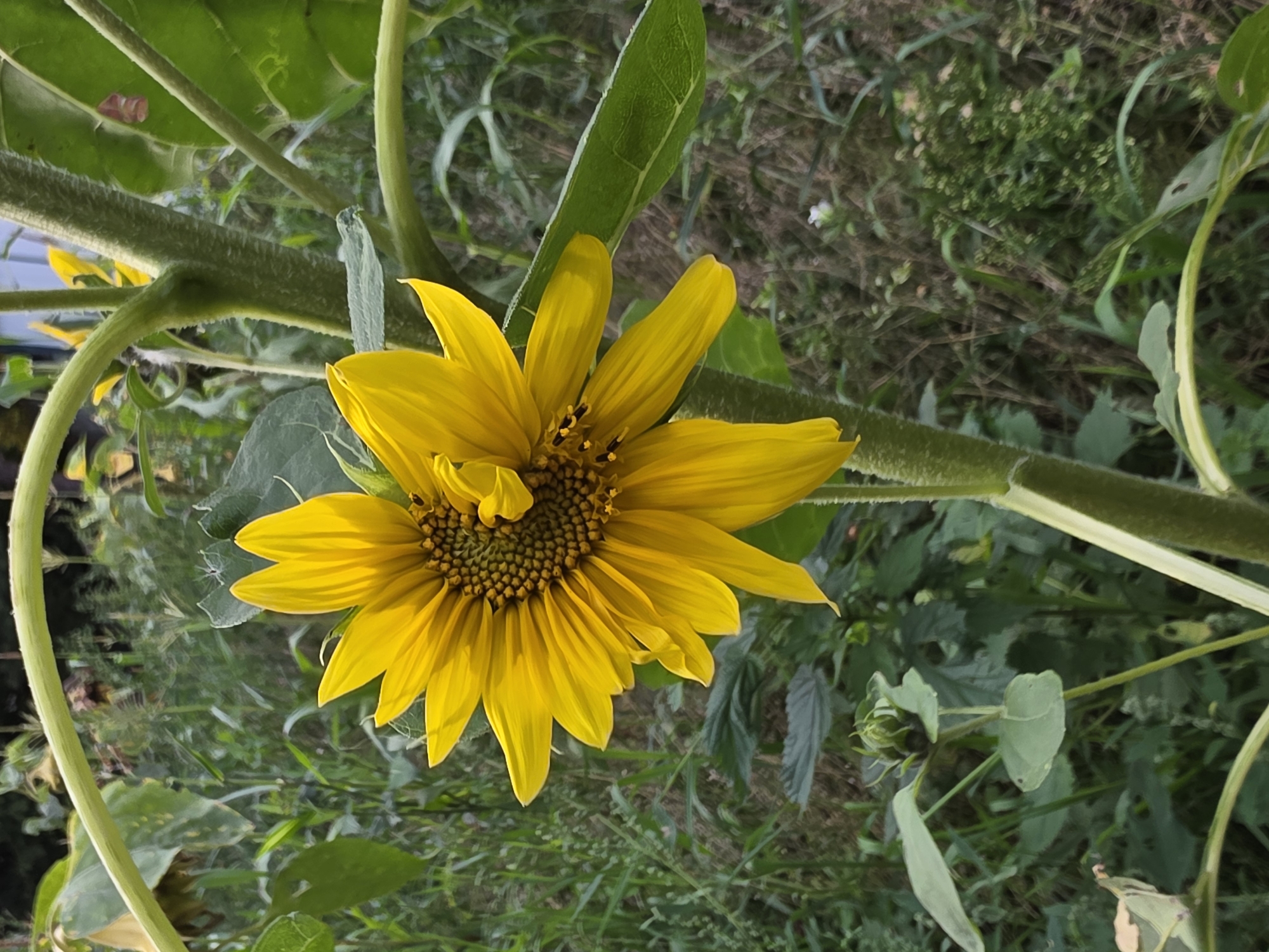 A single, vibrant yellow sunflower is the central focus of this image, positioned slightly off-center to the right. The sunflower is in full bloom, with its petals radiating outwards from a dark, textured center filled with tiny florets. The stem of the sunflower is thick, green, and fuzzy, supporting the large bloom. Several large, green leaves are attached to the stem, some appearing slightly wilted. In the foreground and background, a lush, overgrown garden environment is visible, characterized by a dense growth of green foliage, tall grasses, and other plants. The overall impression is of a natural, somewhat wild garden setting. There is no indication of the city of Речицы, Russia, or any human presence.
