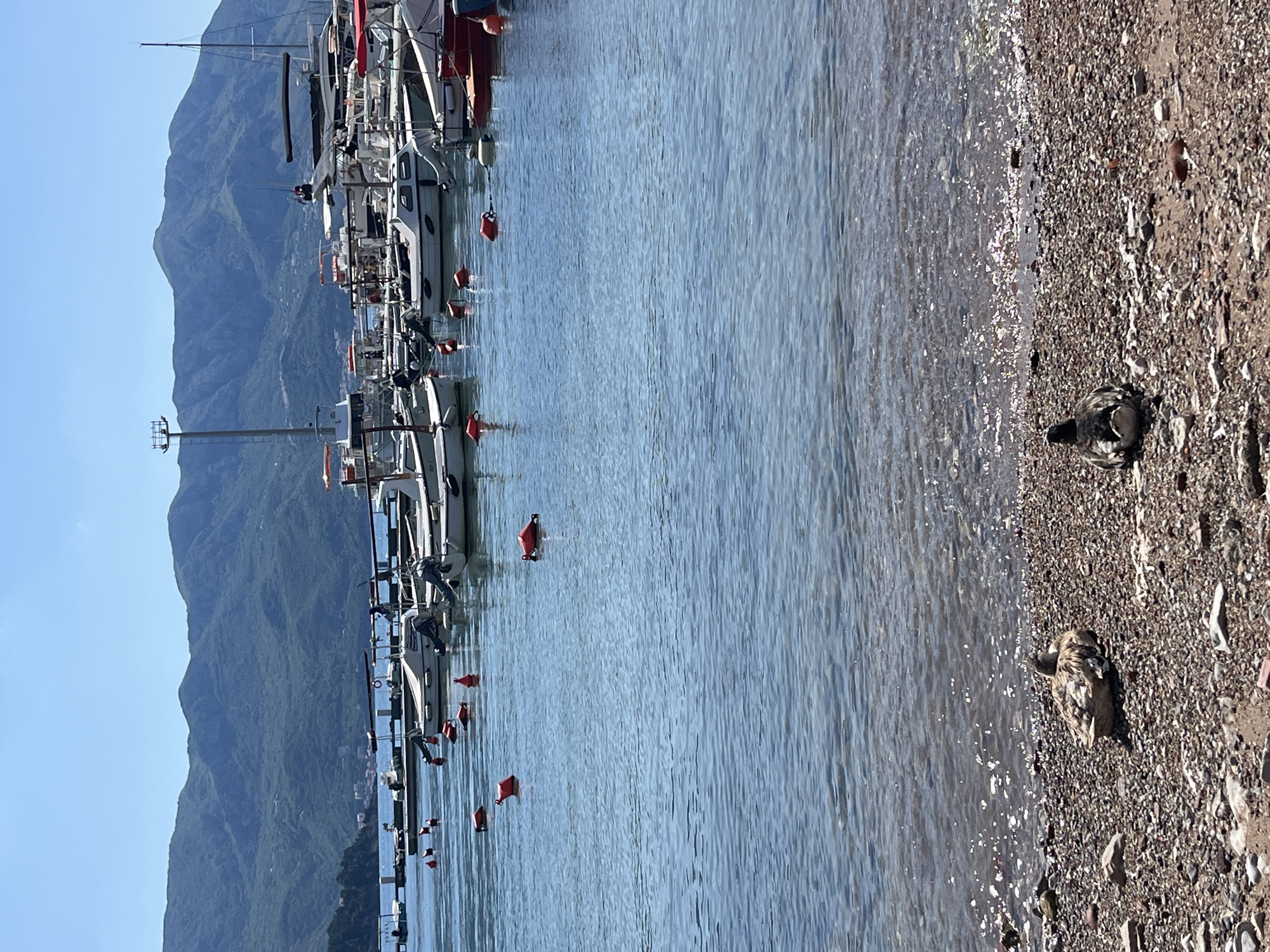 The image depicts a shoreline in Budva, Montenegro, with mountains in the background. Several boats are docked along the shore. Two ducks are resting on the pebble beach near the water's edge.