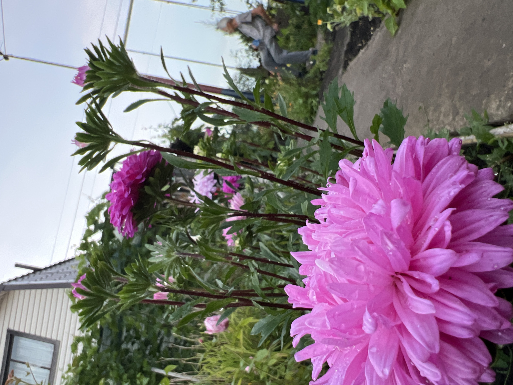 In Lopatino, Russia, a close-up view of a vibrant pink dahlia dominates the foreground. Its petals are covered in water droplets, suggesting recent rain. Behind the dahlia, a row of tall pink and magenta asters with green foliage stretches into the background. To the left, the corner of a light-colored house with a dark roof is visible, partially obscured by greenery. To the right, a concrete path runs through a garden. In the mid-ground, a person is seated on a swing, facing away from the camera. The sky above is overcast.