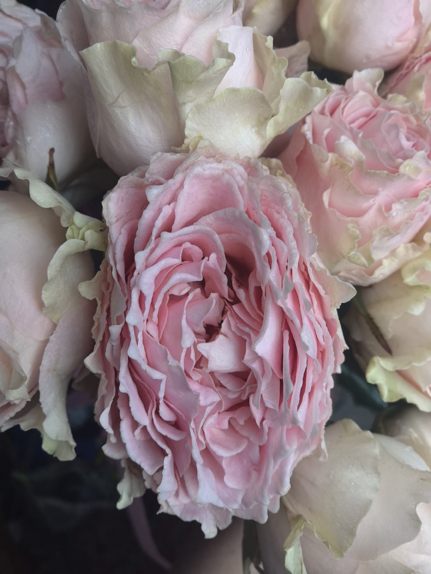 This image presents a close-up, top-down perspective of a bouquet of roses, located in the city of Sarapul, Russia. The dominant subject is a large, fully bloomed rose positioned centrally, characterized by numerous densely packed, ruffled petals in shades of pink, with some petal edges appearing lighter, nearly white. Surrounding this central bloom are several other roses or partially opened rosebuds, primarily in a pale cream or very light pink coloration, with some outer petals exhibiting a faint green tint. Small, discrete water droplets are visible on the surfaces of multiple petals across the bouquet. The background is dark and out of focus, indicating a shallow depth of field. No individuals, actions, or interactions are visible.