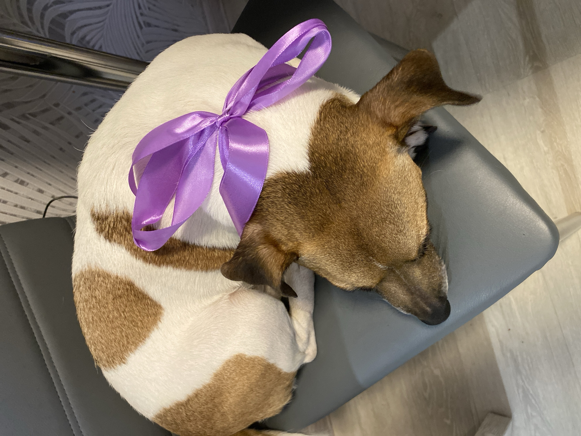 A Jack Russell Terrier is sleeping on a grey chair. The dog is curled up in a ball with a purple bow tied on its back. The setting appears to be indoors, possibly in a home. There is patterned wallpaper in the background and light-colored flooring in the foreground. The chair is located in Noviy, Russia.