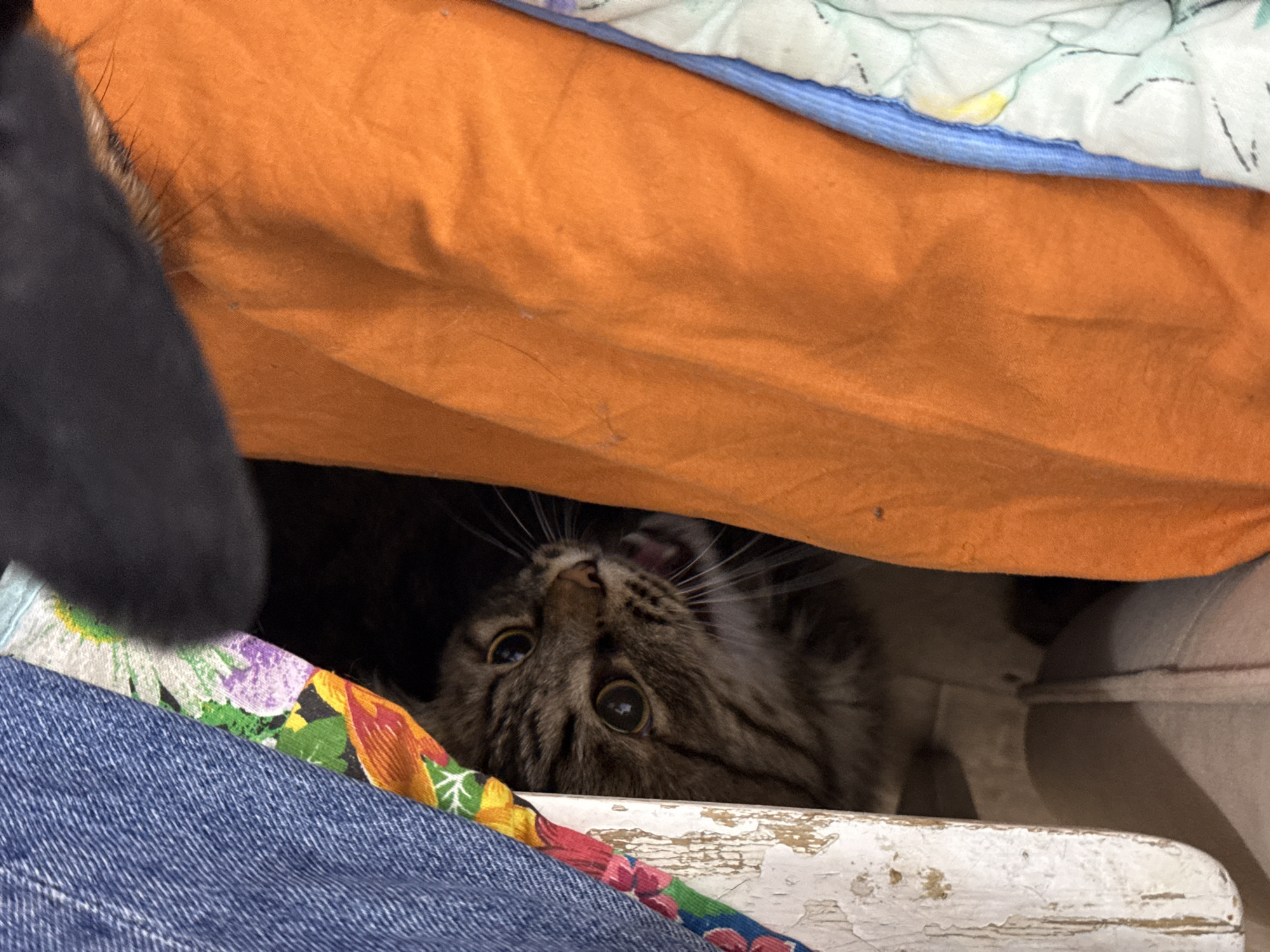 A tabby cat is partially visible between folded laundry. The laundry consists of an orange fabric, a patterned fabric with blue, purple, orange, and green elements, a blue denim fabric, and a white fabric with light blue details. The cat's face is visible, with its mouth open. The cat is located inside what appears to be an old white wooden dresser or drawer. No information indicates the city of Perm, Russia.