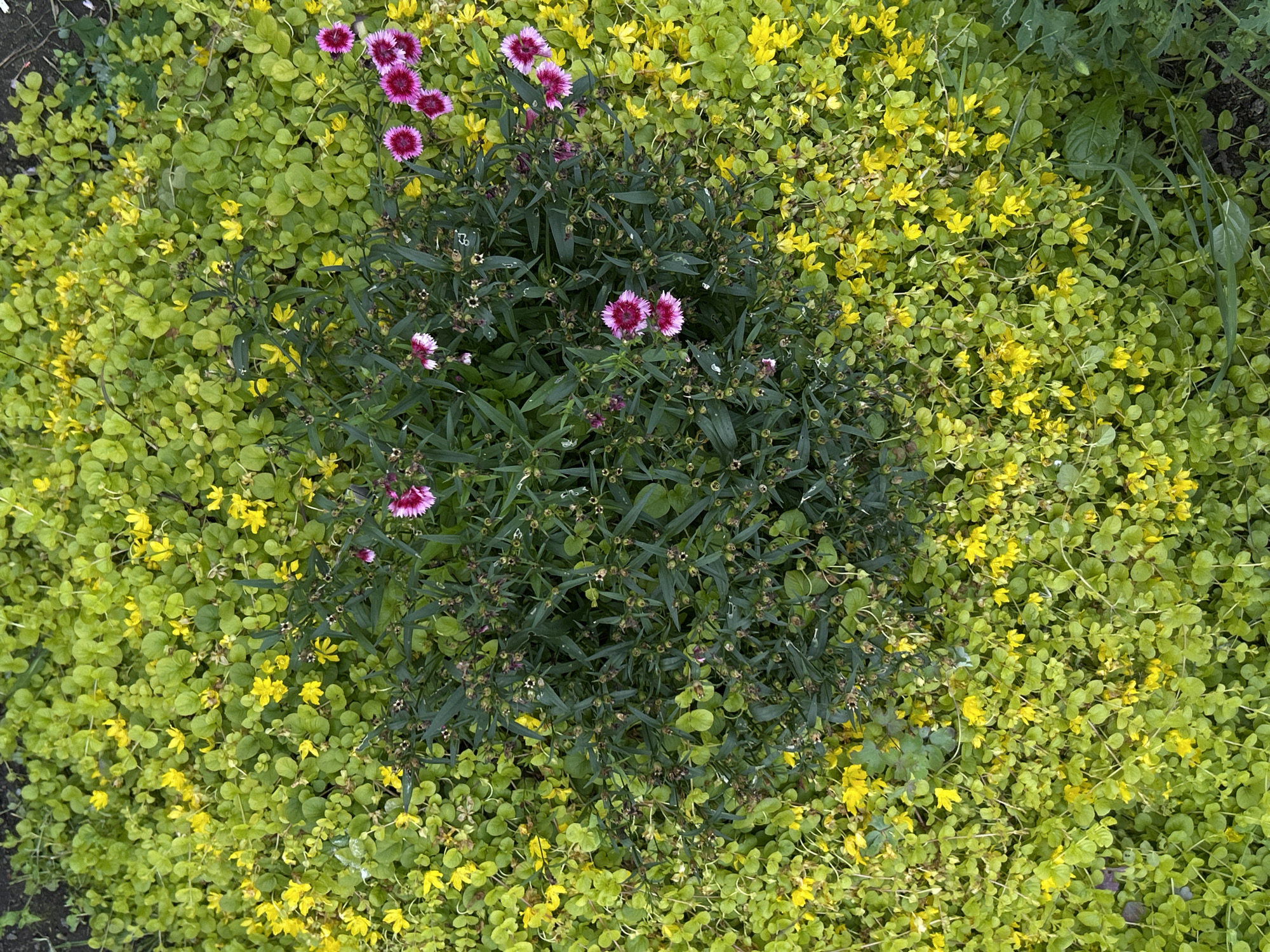 This is a top-down, full shot of a garden bed with a central cluster of dark green, leafy plants dotted with small, bright pink flowers. The central plants are surrounded by a ground cover of vibrant green foliage, which is interspersed with numerous small, bright yellow flowers. The yellow flowers are more concentrated towards the edges of the frame, with fewer visible in the center of the image. The overall scene is lush and natural, with a focus on the textures and colors of the plants and flowers. The location is unknown.