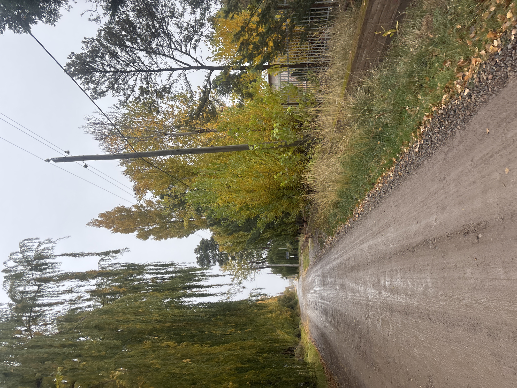 The image depicts a dirt road in a rural area, likely on the outskirts of Trelew, Argentina. The road appears wet, possibly from recent rain. Trees line both sides of the road, with some showing autumn foliage with yellow leaves. Power lines and poles run along one side of the road. There is tall grass and vegetation on the roadside. A glimpse of a building structure, possibly a fence, can be seen through the trees on the right side. The sky is overcast and grey. No people are visible in the frame.