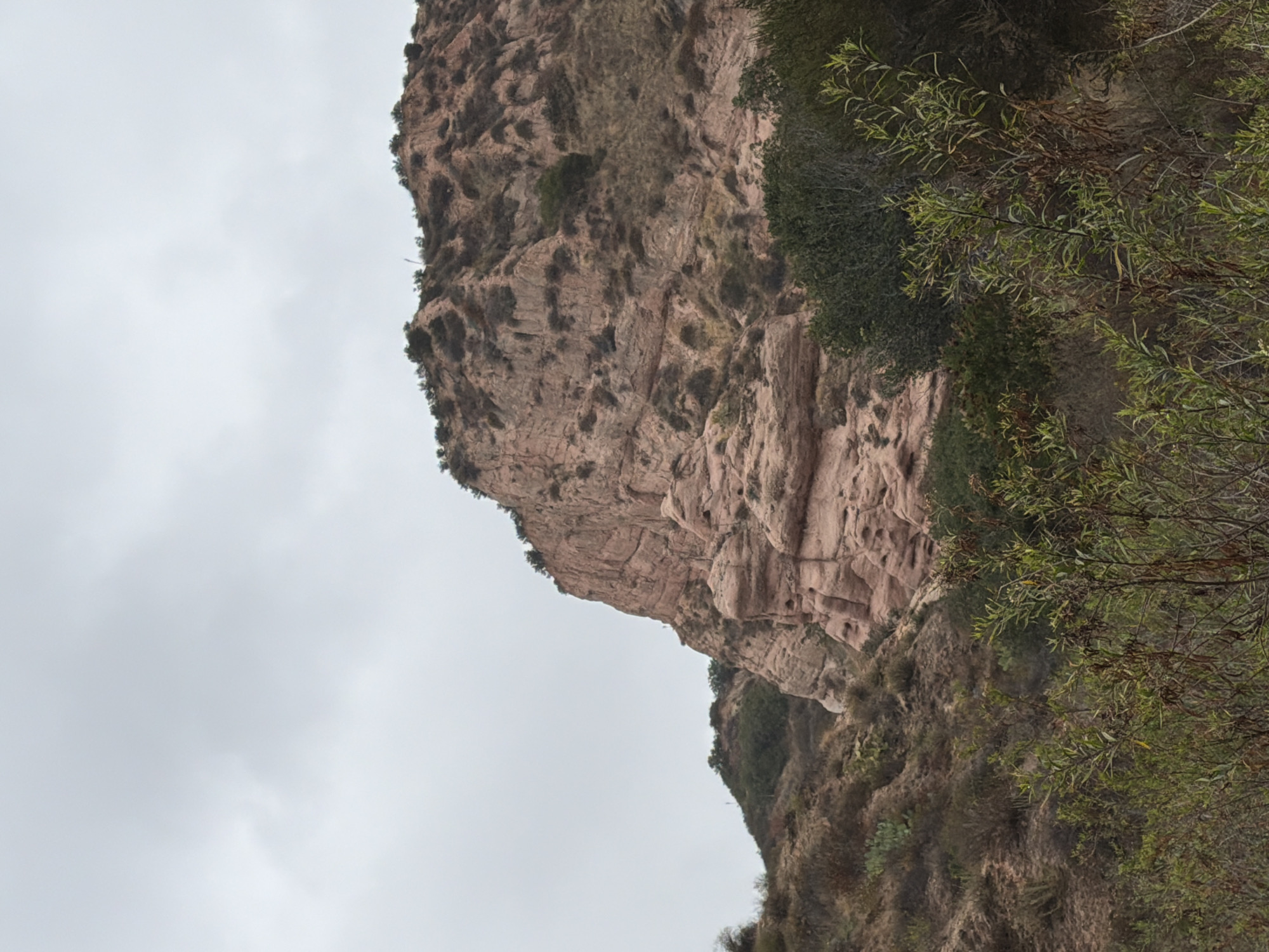 The image shows a steep, rocky mountainside with sparse vegetation. The rocks are a reddish-brown color and appear to be weathered, with visible layers and indentations. Small green bushes and trees are scattered across the mountainside, clinging to the slopes. In the foreground, branches of a leafy green tree with slender leaves are visible, obscuring part of the mountainside. The sky is overcast and a dull gray, suggesting cloudy weather. The image is oriented vertically, with the mountainside occupying the right and central portion of the frame and the sky filling the left side. There is no visible text. The scene appears to be a natural landscape in a mountainous or hilly area, possibly a canyon or a steep hillside, given the terrain. The lighting suggests it is daytime, but the overcast sky makes it difficult to determine the exact time of day. The location is identified as Lake Forest, USA.